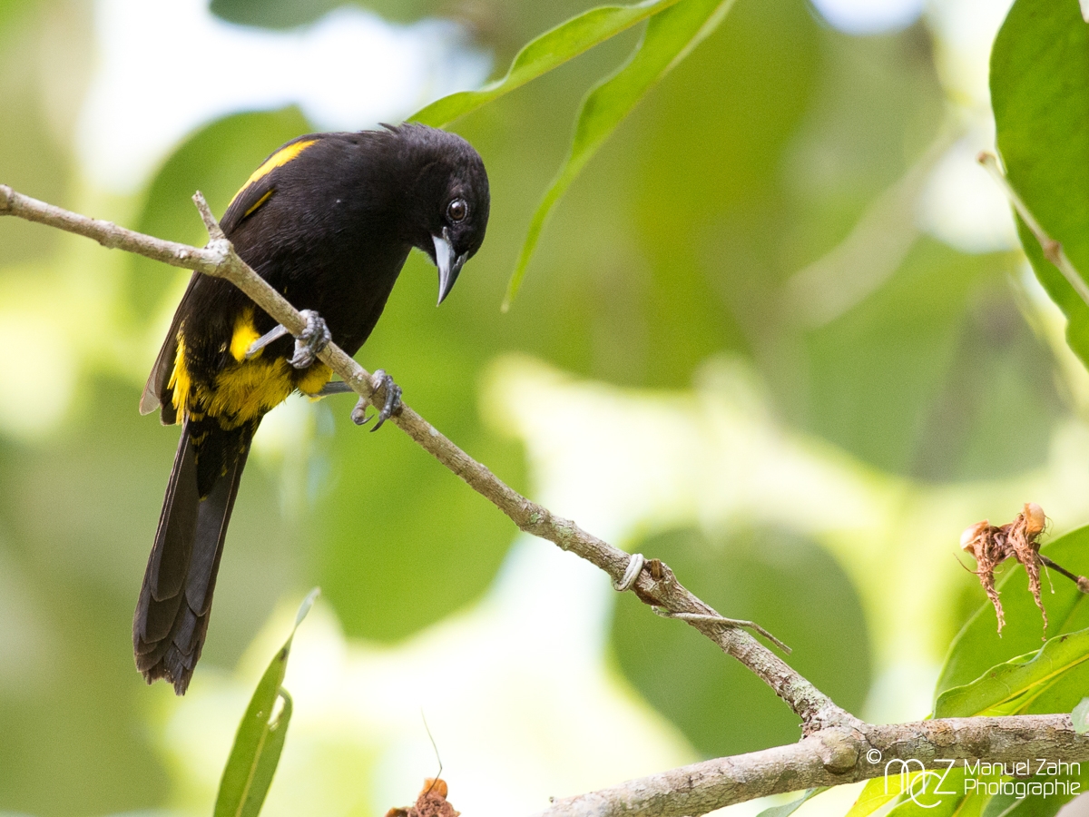 Cuban Oriole - Icterus melanopsis