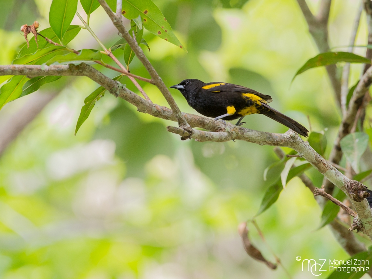 Cuban Oriole - Icterus melanopsis