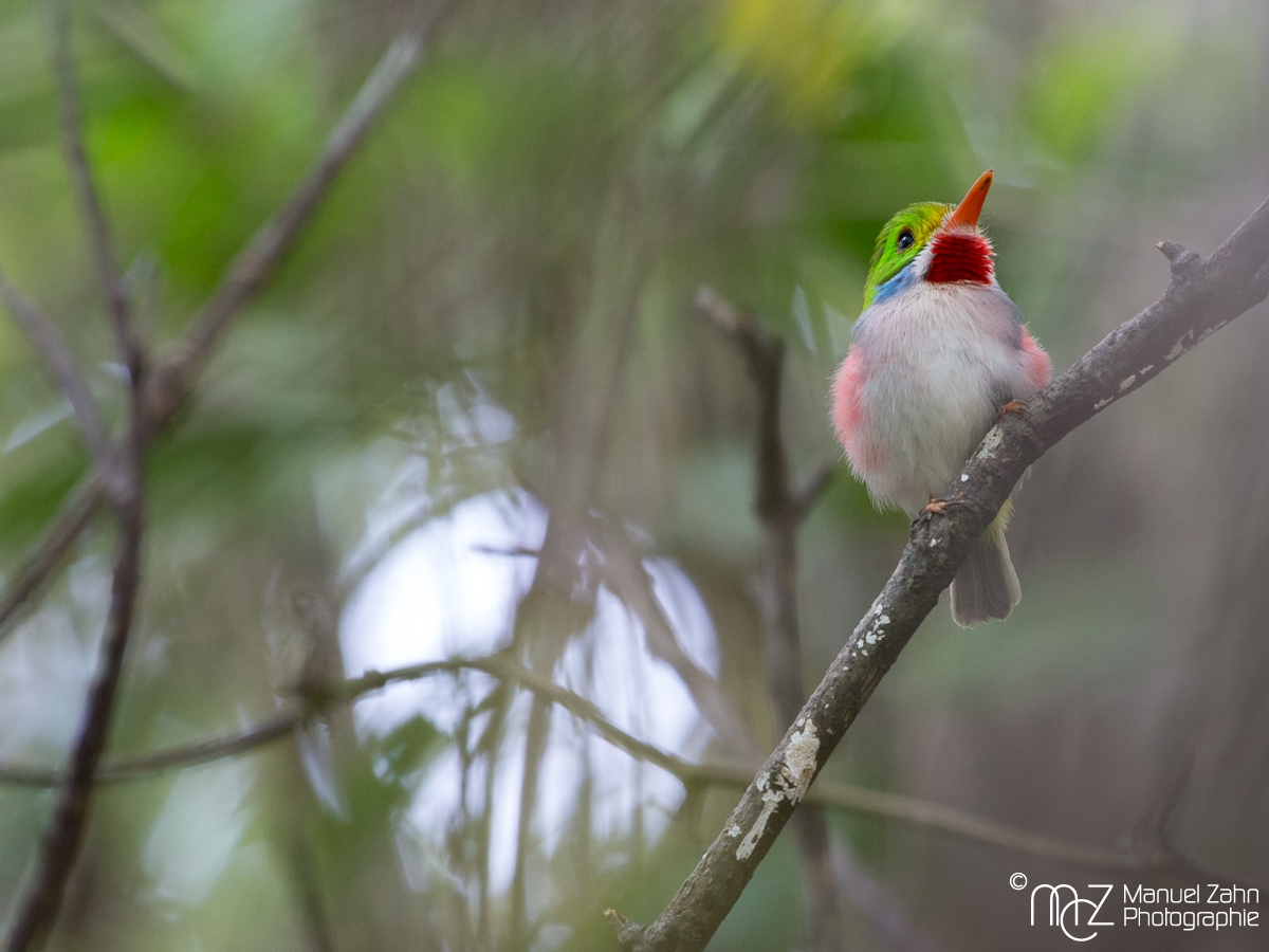 Cuban Tody - Todus multicolor