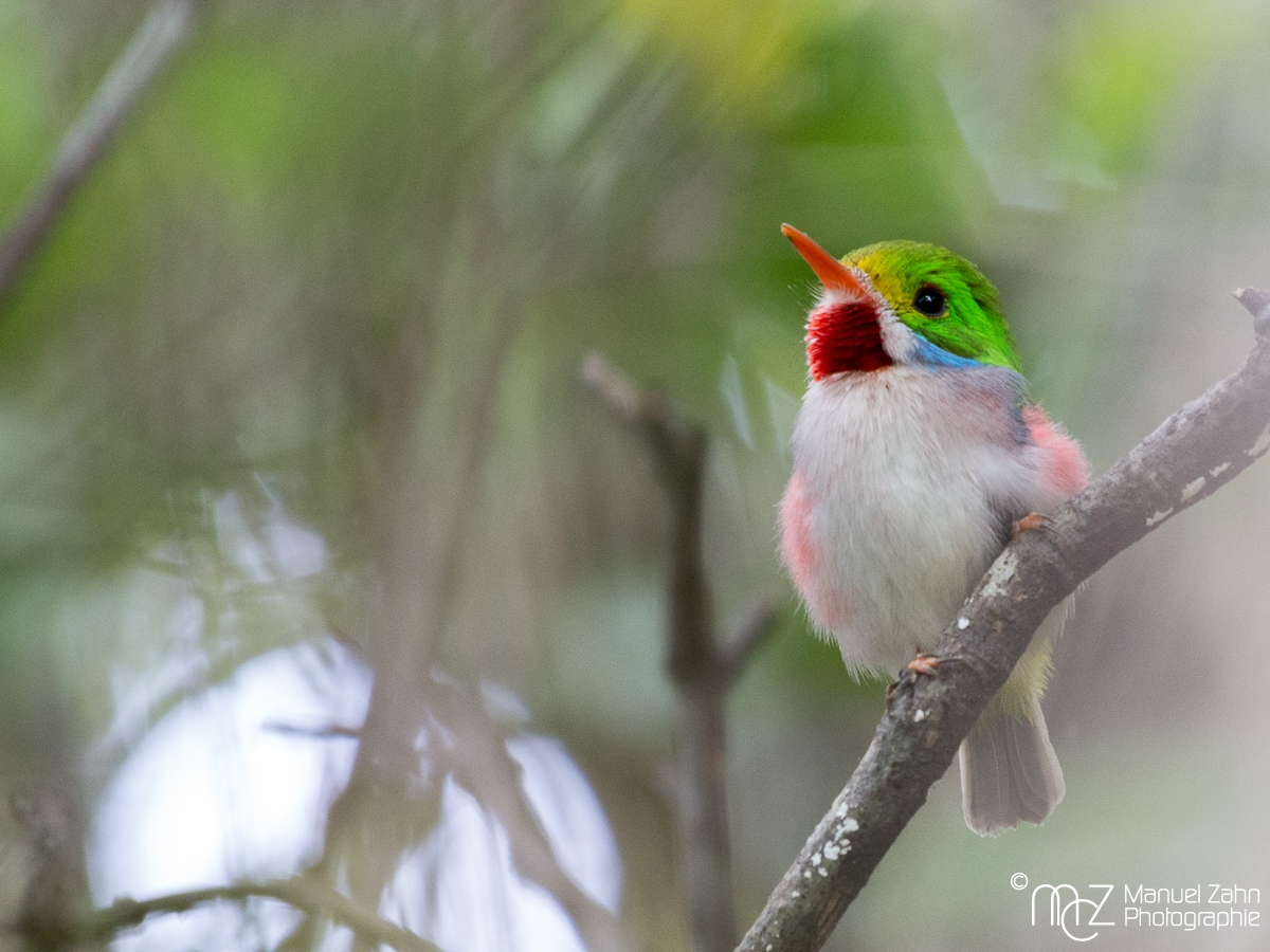 Cuban Tody - Todus multicolor