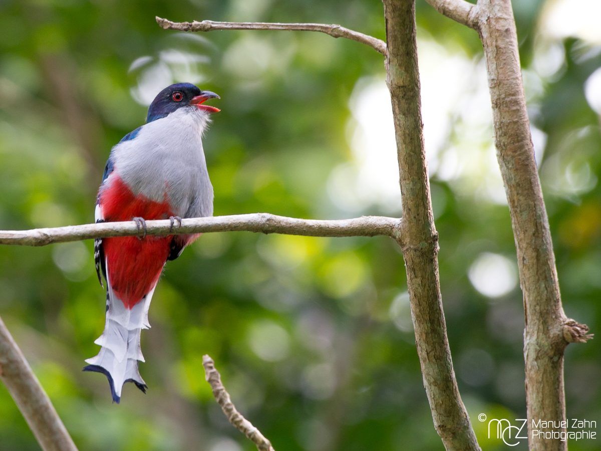 Cuban Trogon - Priotelus temnurus