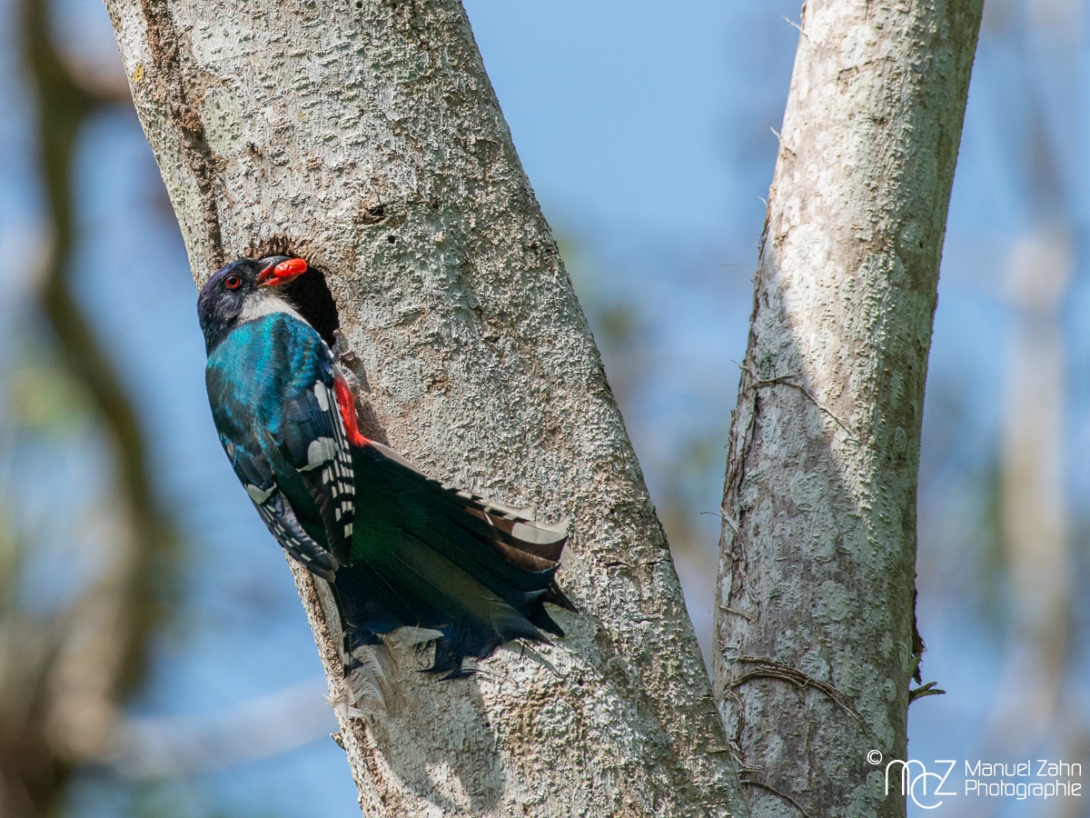 Cuban Trogon - Priotelus temnurus