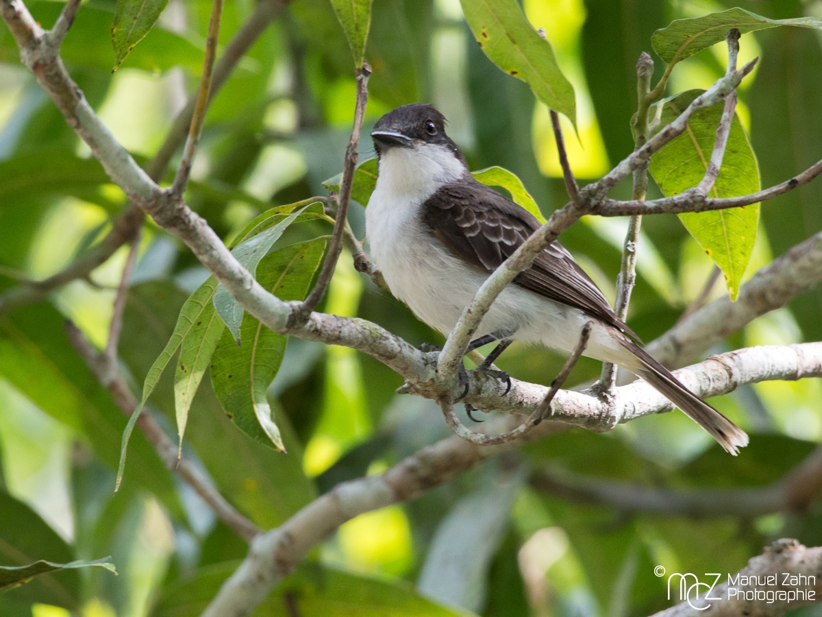 Loggerhead Kingbird - Tyrannus caudifasciatus