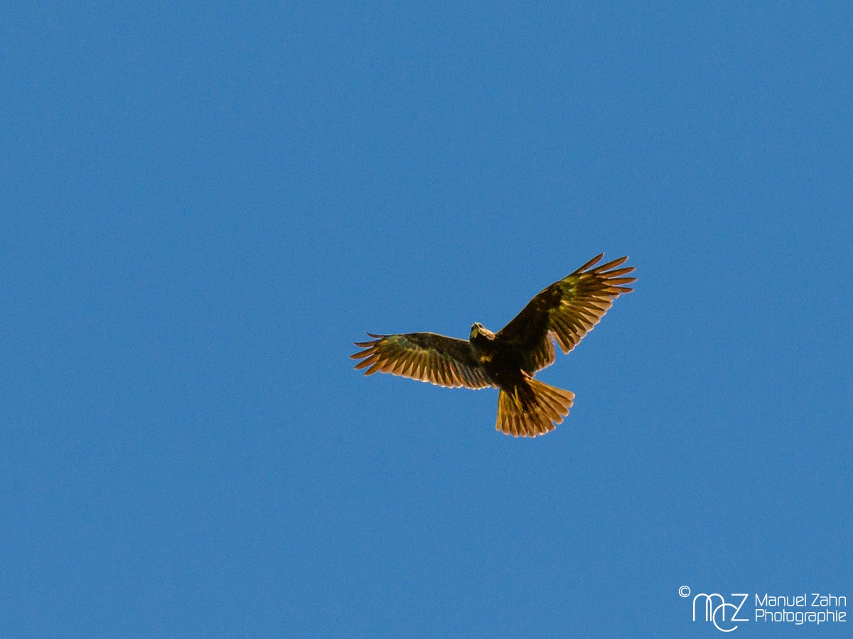 Rohrweihe - Circus aeruginosus - Western Marsh Harrier, female