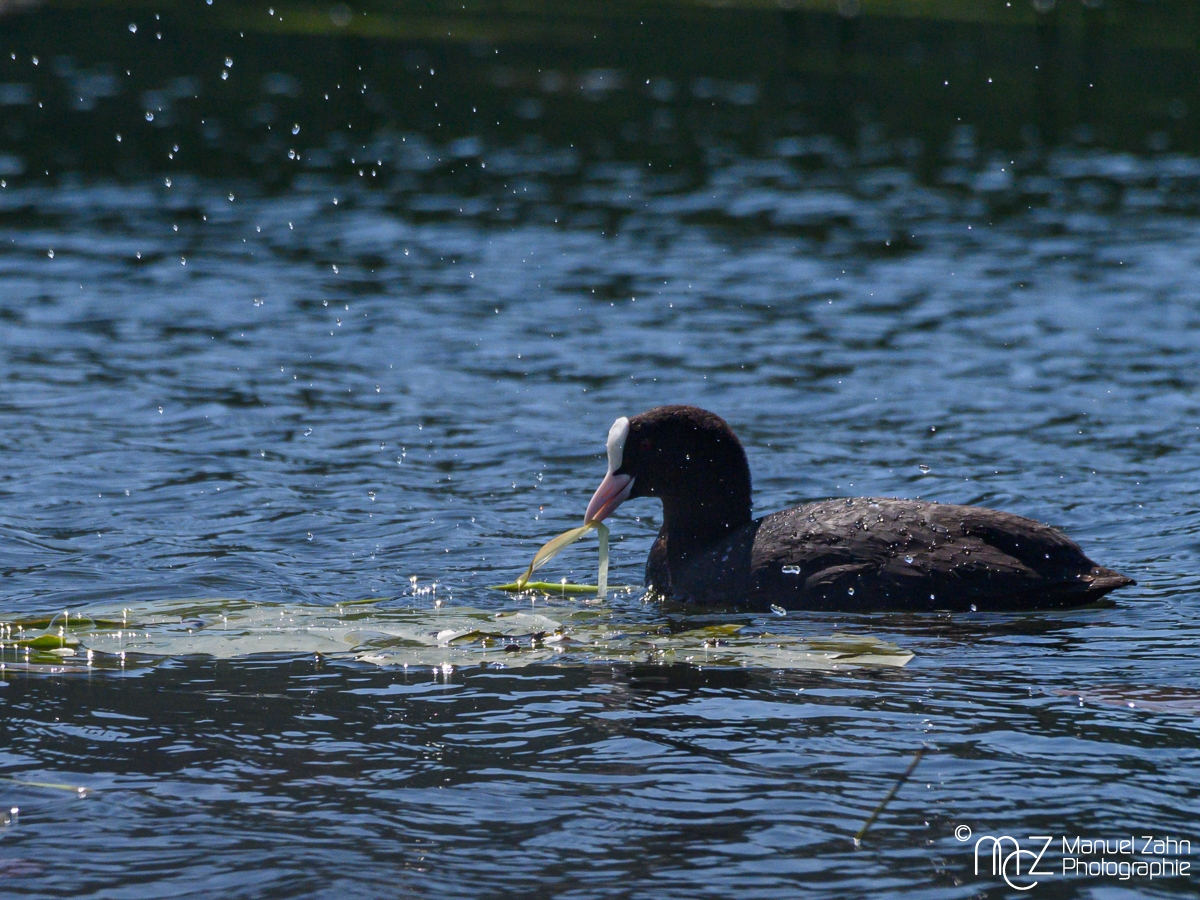 Blässhuhn - Fulica atra - Eurasian Coot