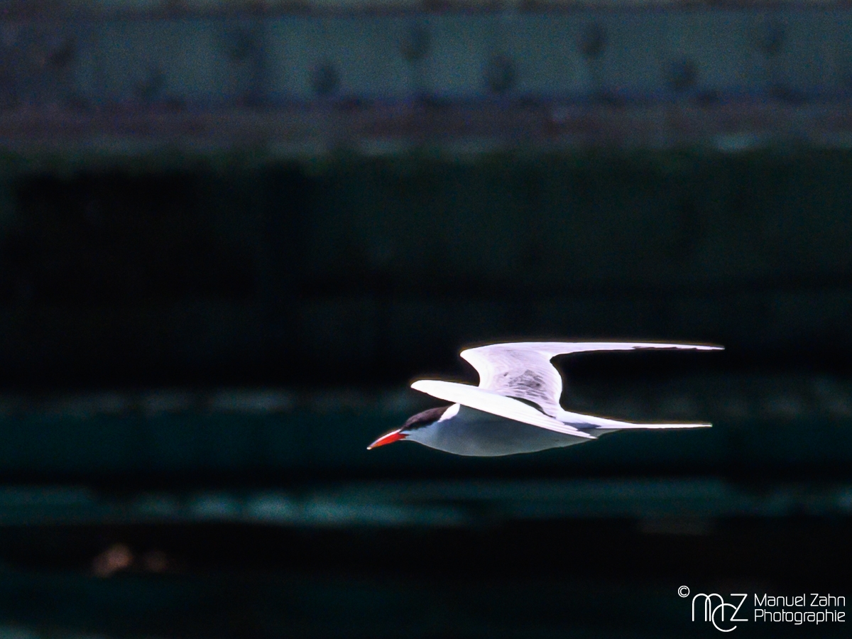 Flussseeschwalbe - Sterna hirundo - Common Tern-2