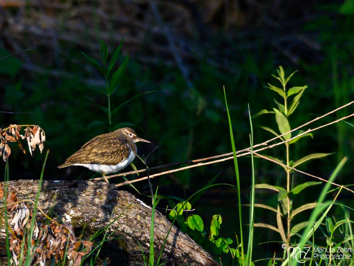 Flussuferläufer - Actitis hypoleucos - Common Sandpiper