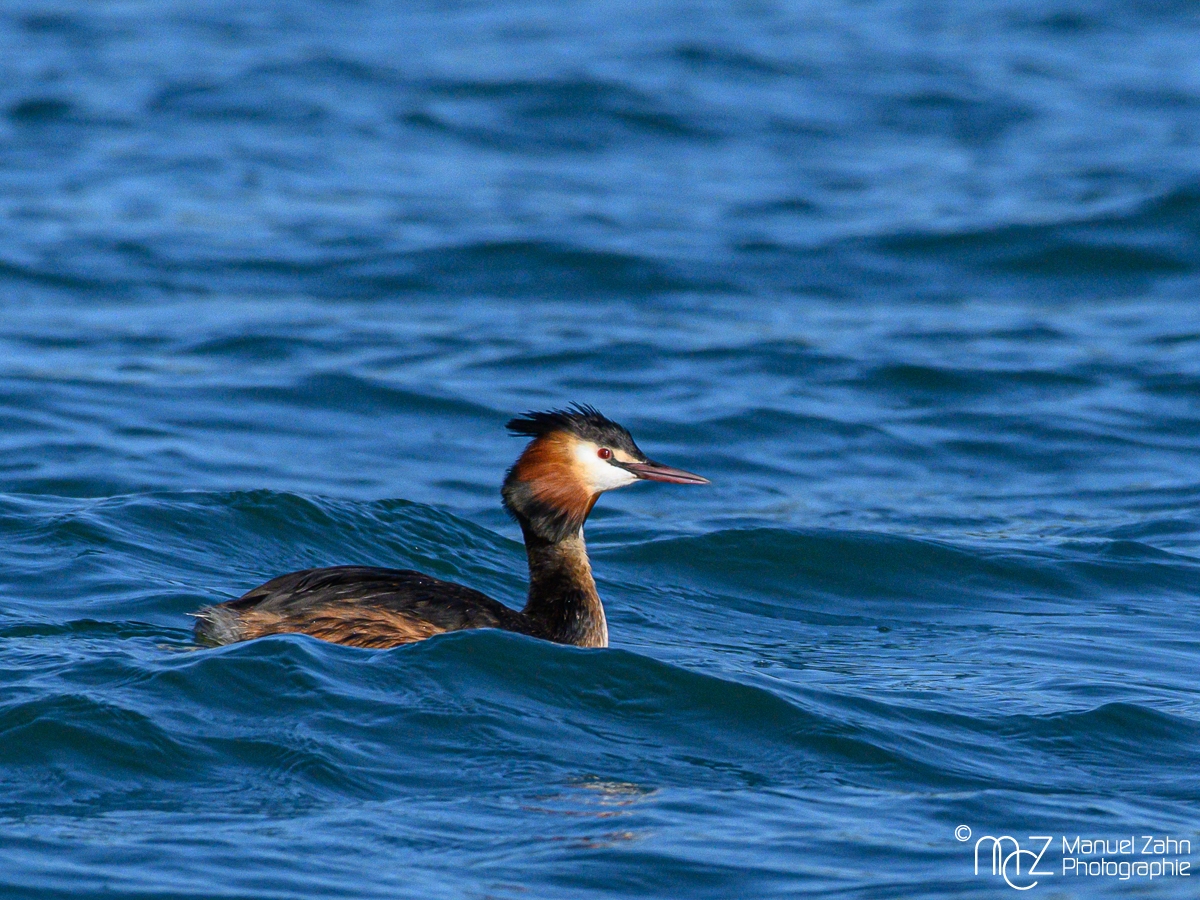 Haubentaucher - Podiceps cristatus - Great Crested Grebe