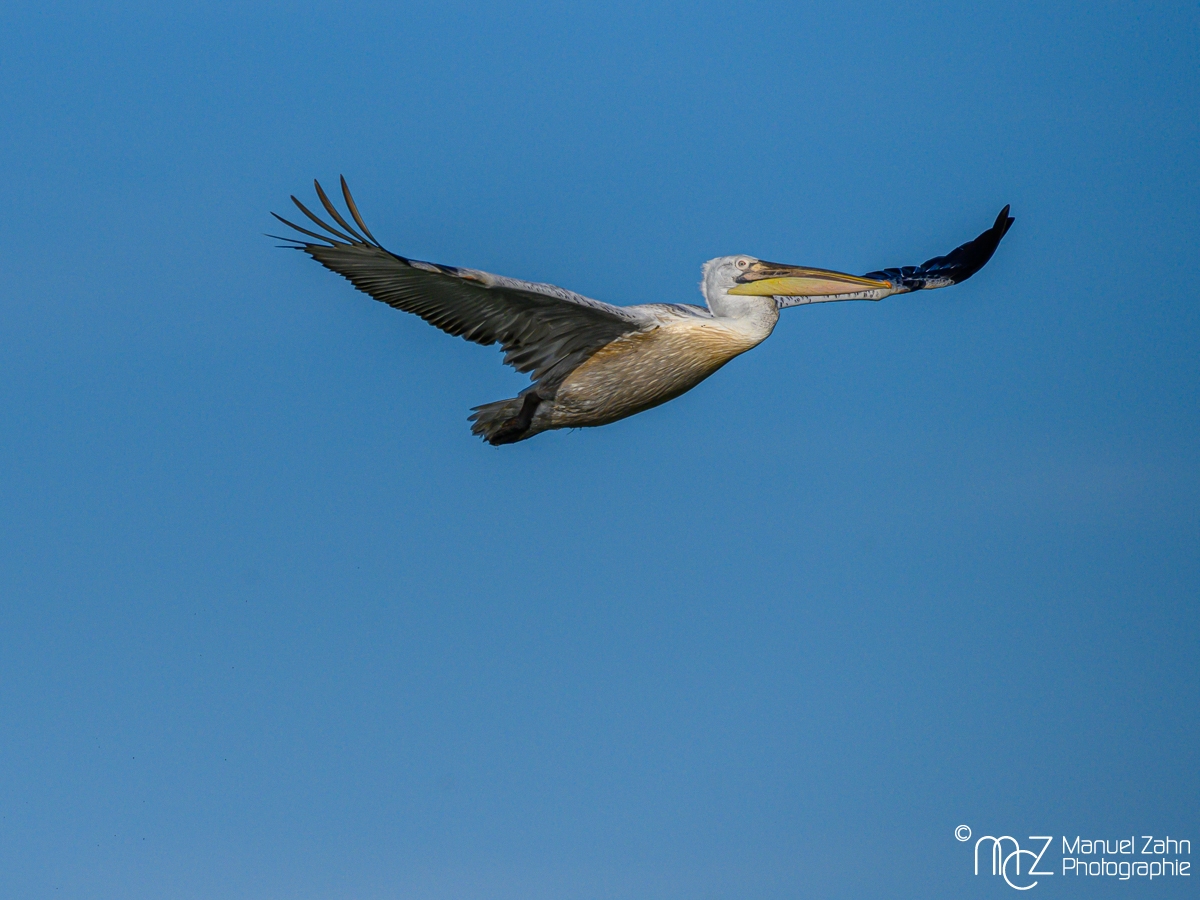 Krauskopfpelikan - Pelecanus crispus - Dalmatian Pelican