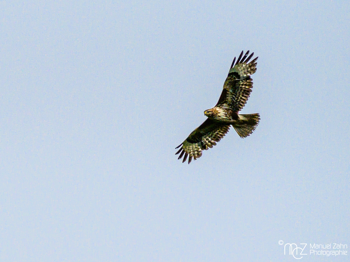 Mäusebussard - Buteo buteo - Common Buzzard