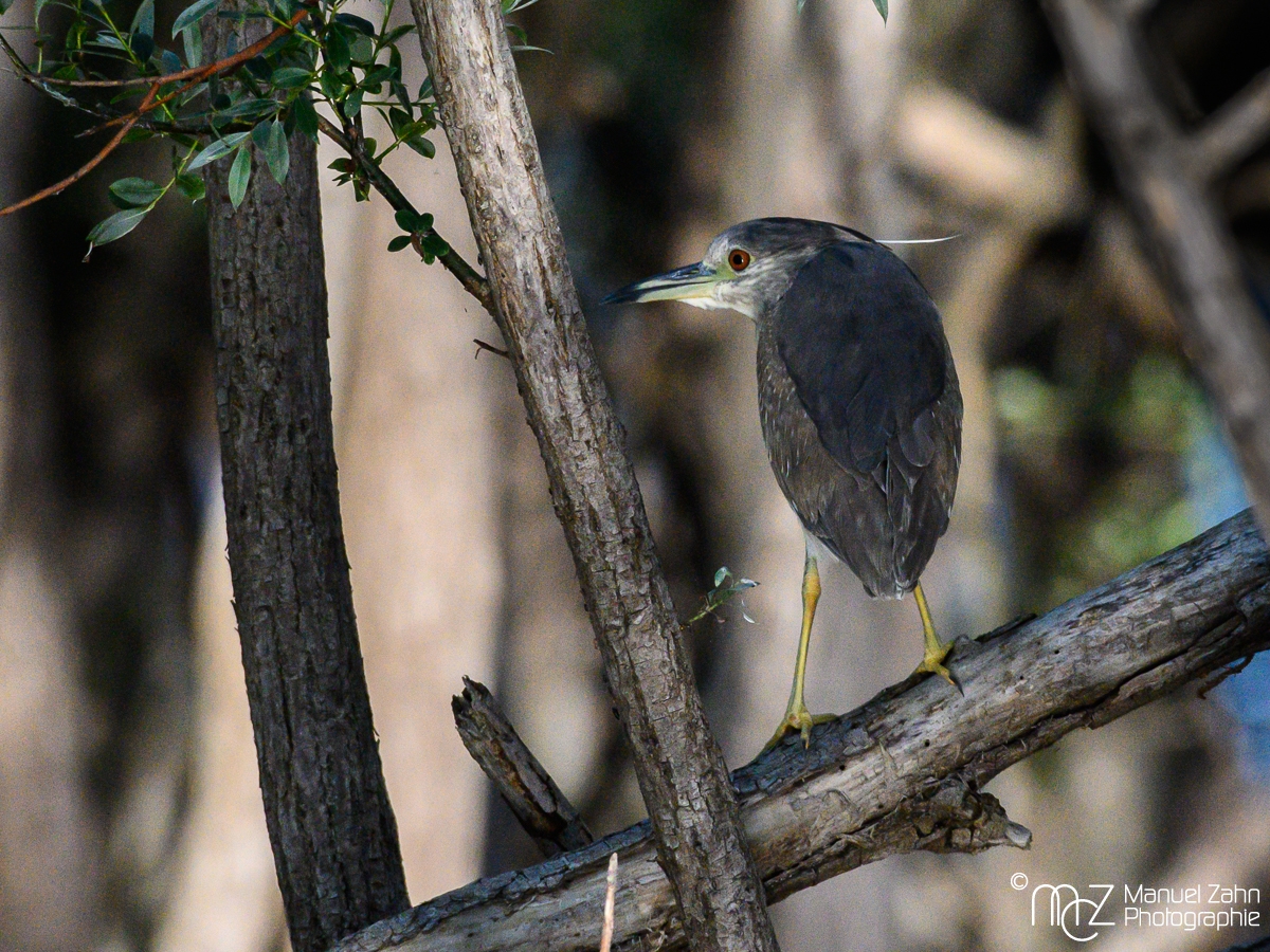 Nachtreiher - Nycticorax nycticorax - Black-crowned Night Heron