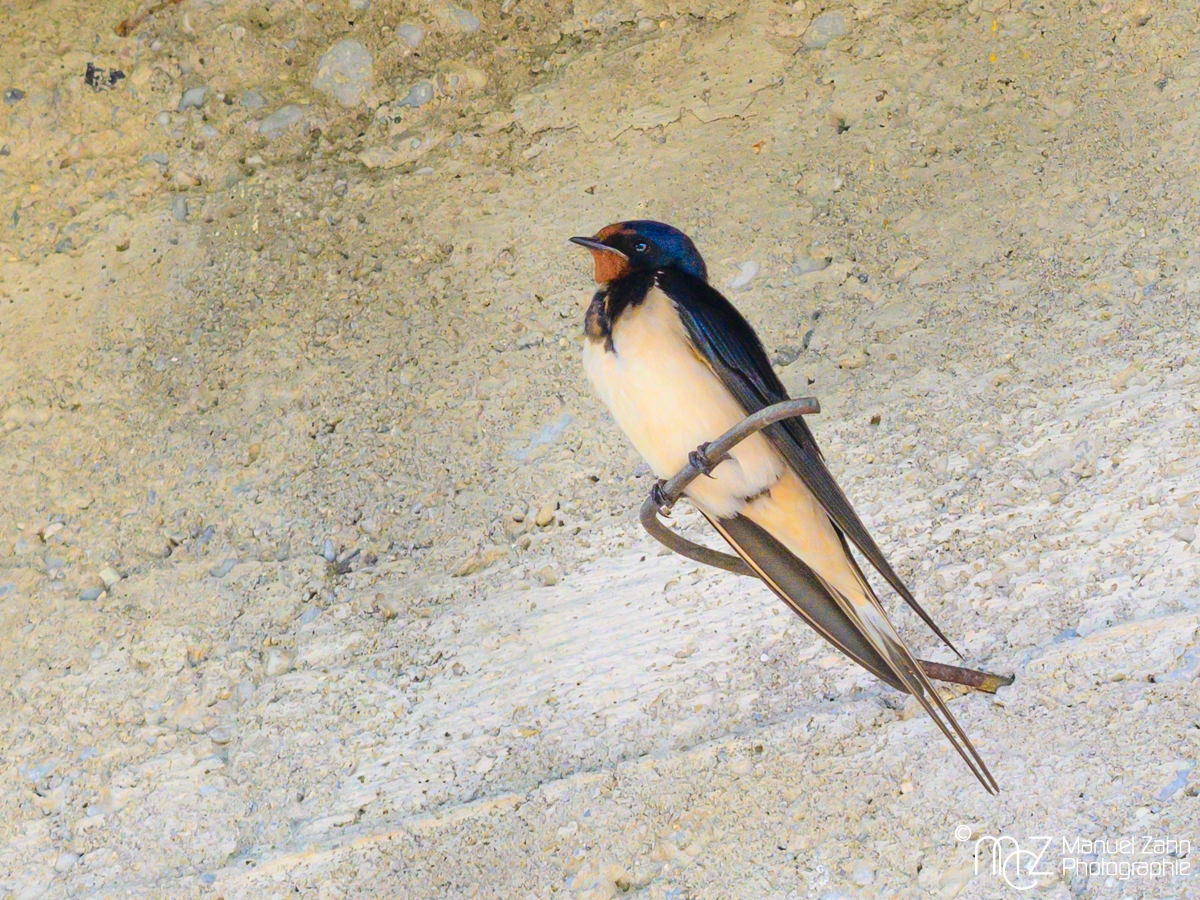 Rauchschwalbe - Hirundo rustica - Barn Swallow