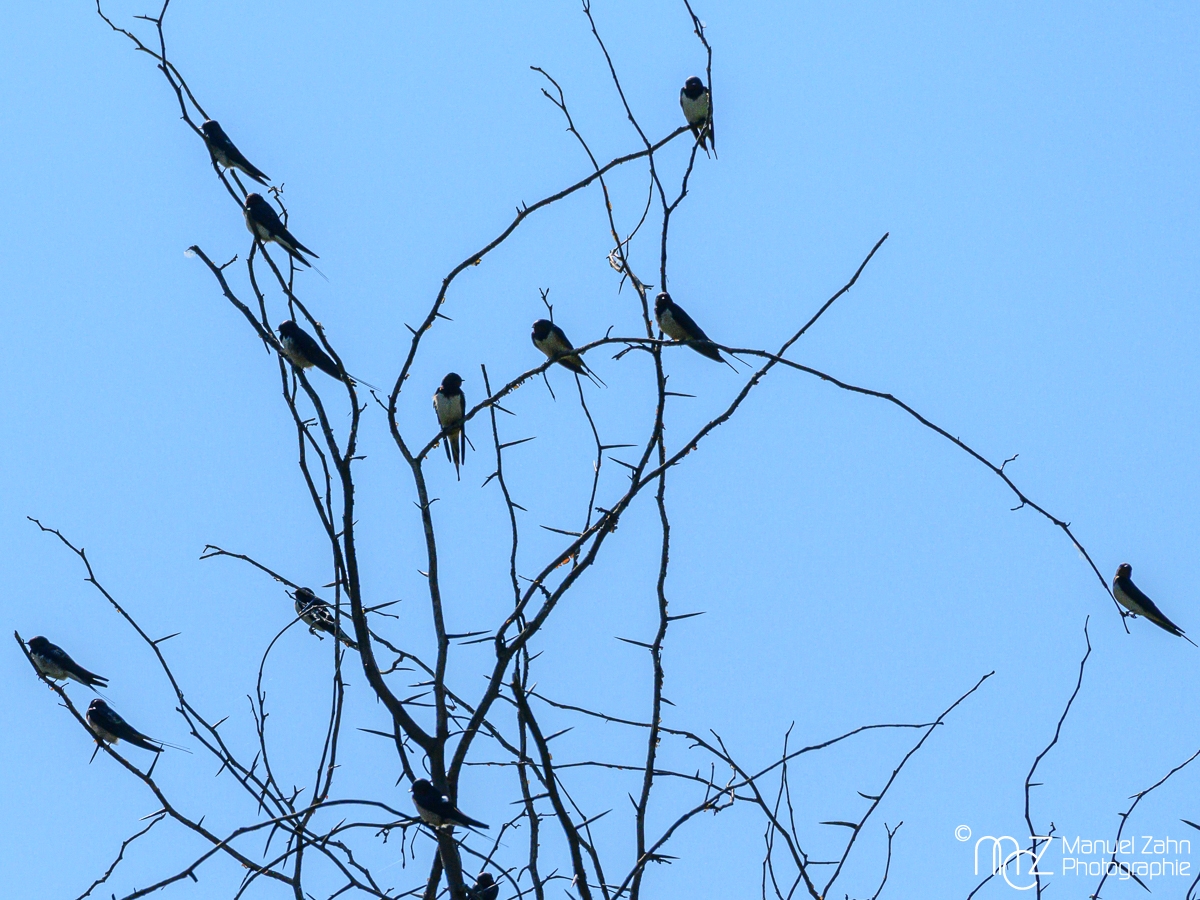 Rauchschwalbe - Hirundo rustica - Barn Swallow