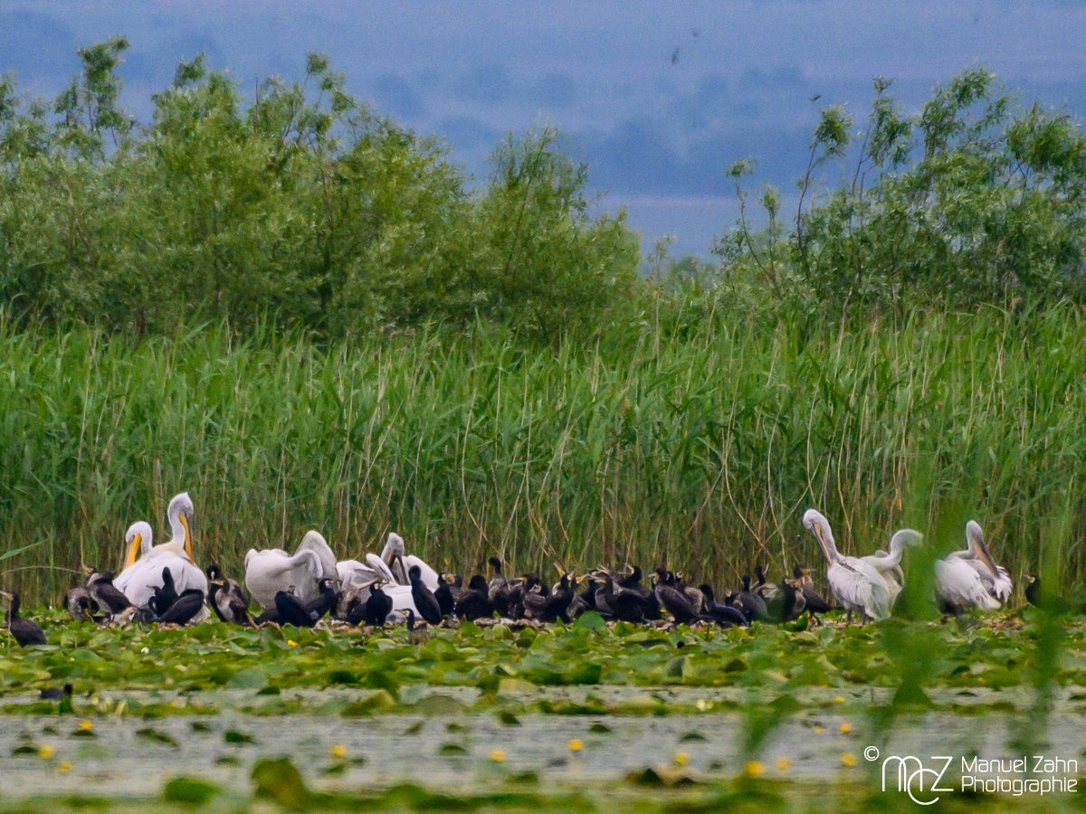 Ruheplatz von Krauskopfpelikanen - Pelecanus crispus - Dalmatian Pelican - Kormoran - Phalacrocorax carbo - Great Cormorant
