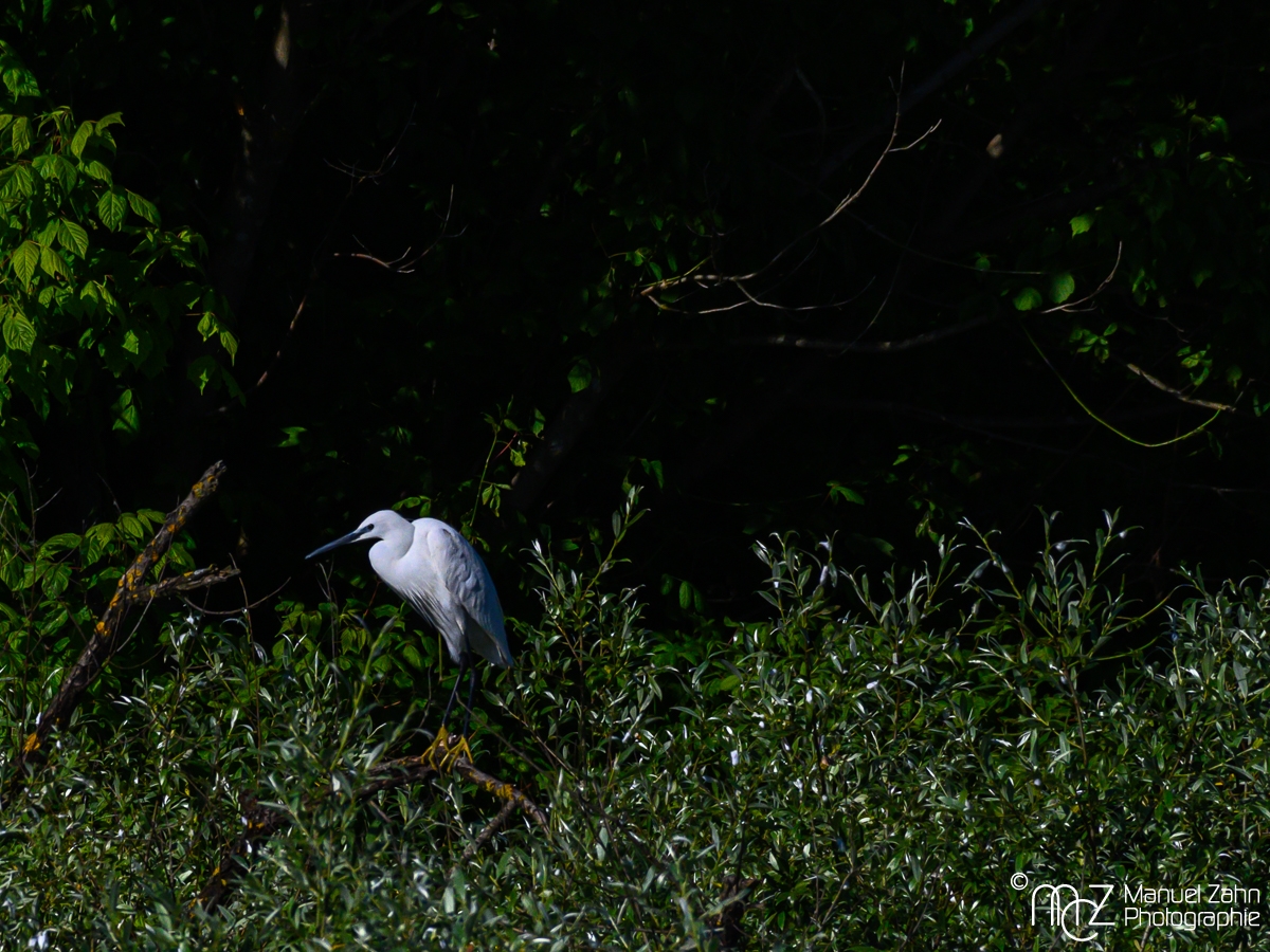 Seidenreiher - Egretta garzetta - Little Egret
