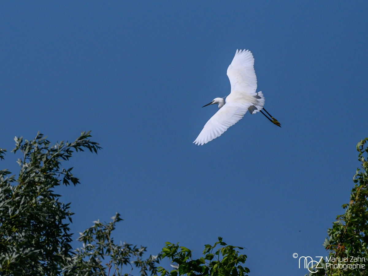 Seidenreiher - Egretta garzetta - Little Egret