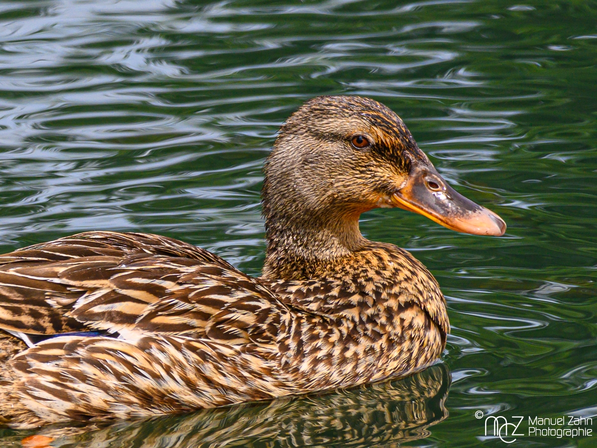 Stockente - Anas platyrhynchos - Mallard