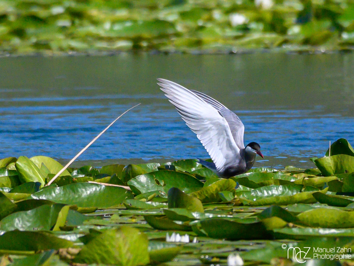 Weißbart-Seeschwalbe - Chlidonias hybrida - Whiskered Tern