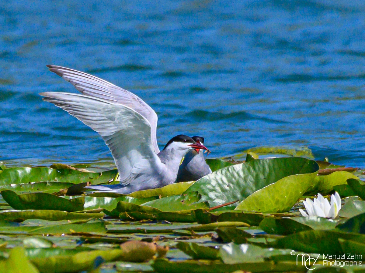 Weißbart-Seeschwalbe - Chlidonias hybrida - Whiskered Tern