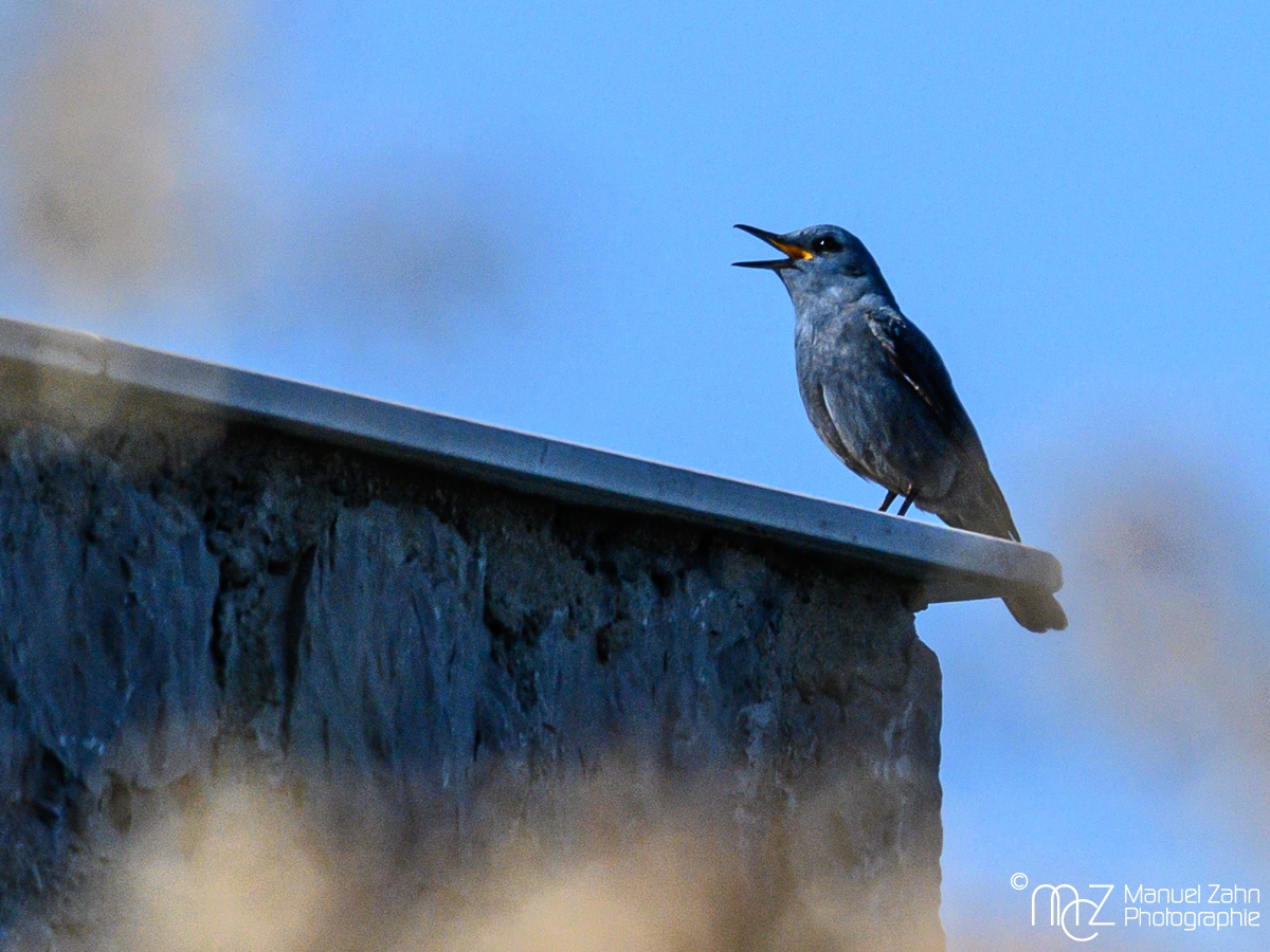 Blaumerle - Monticola solitarius - Blue Rock Thrush, male