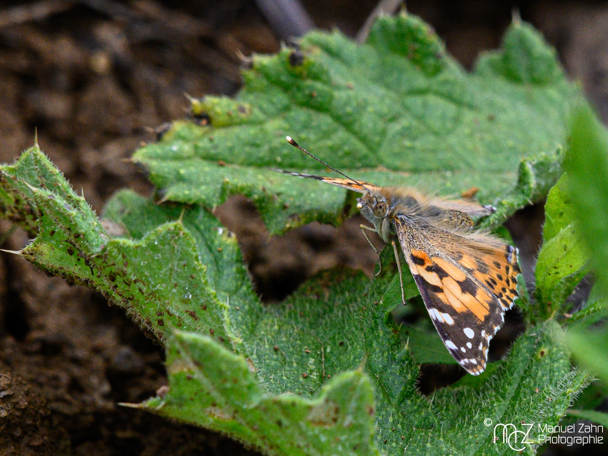 Distelfalter - Vanessa cardui - Painted lady