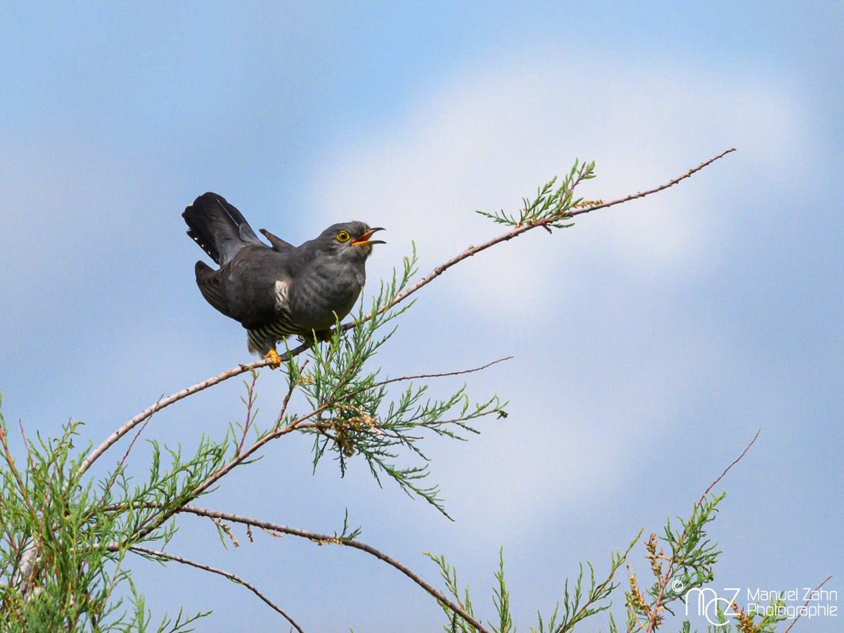 Kuckuck - Cuculus canorus - Common Cuckoo