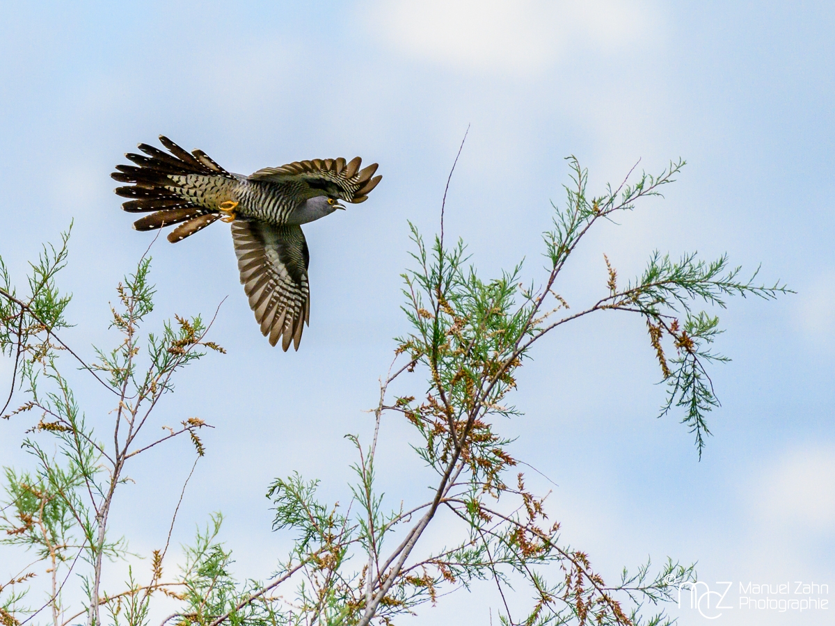 Kuckuck - Cuculus canorus - Common Cuckoo