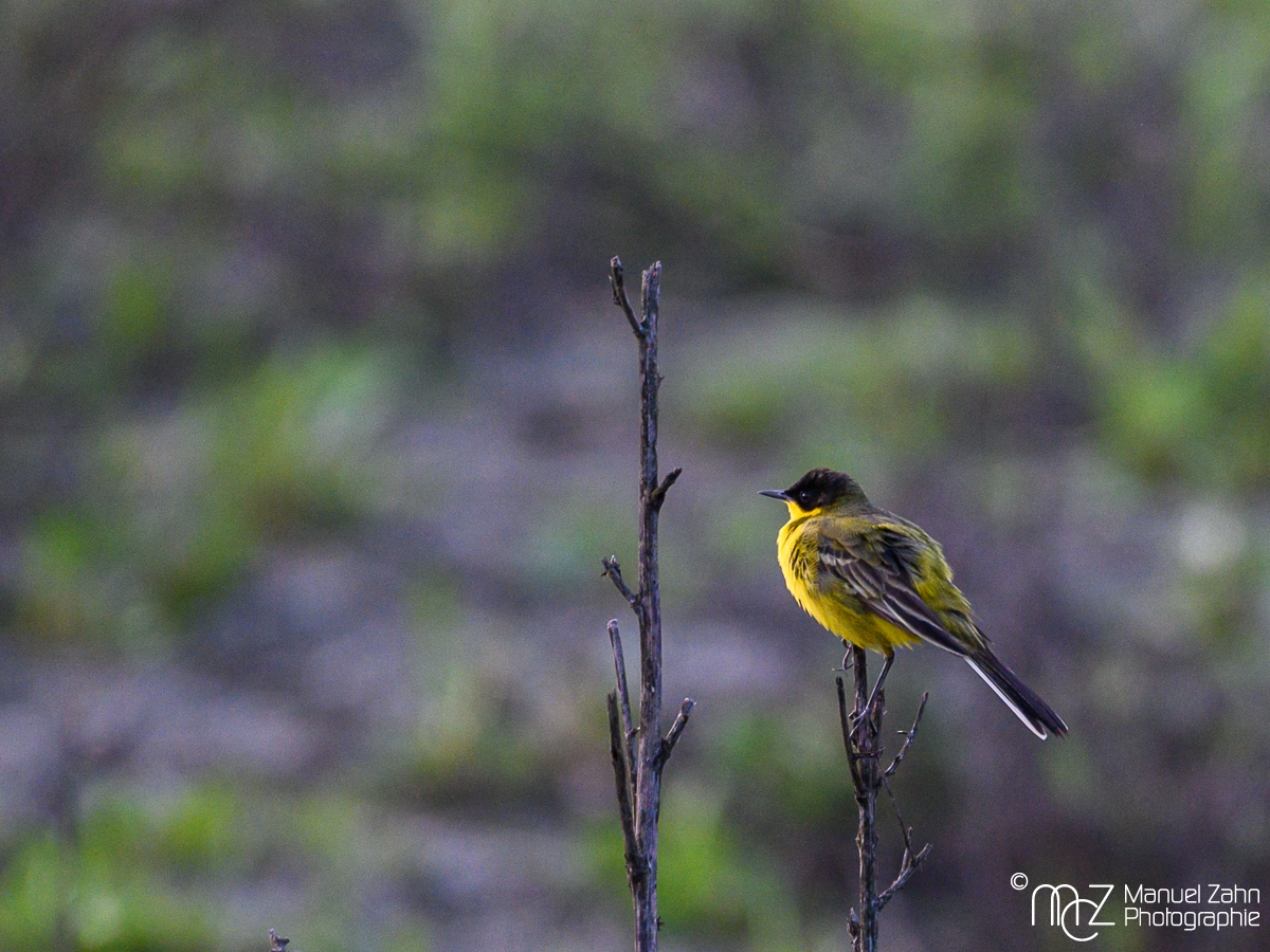 Maskenschafstelze - Motacilla flava feldegg - Western Yellow Wagtail