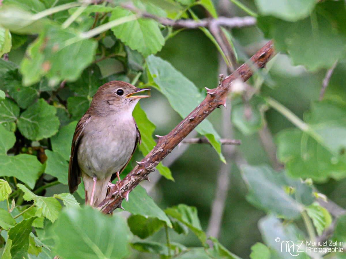 Nachtigal - Luscinia megarhynchos - Common Nightingale