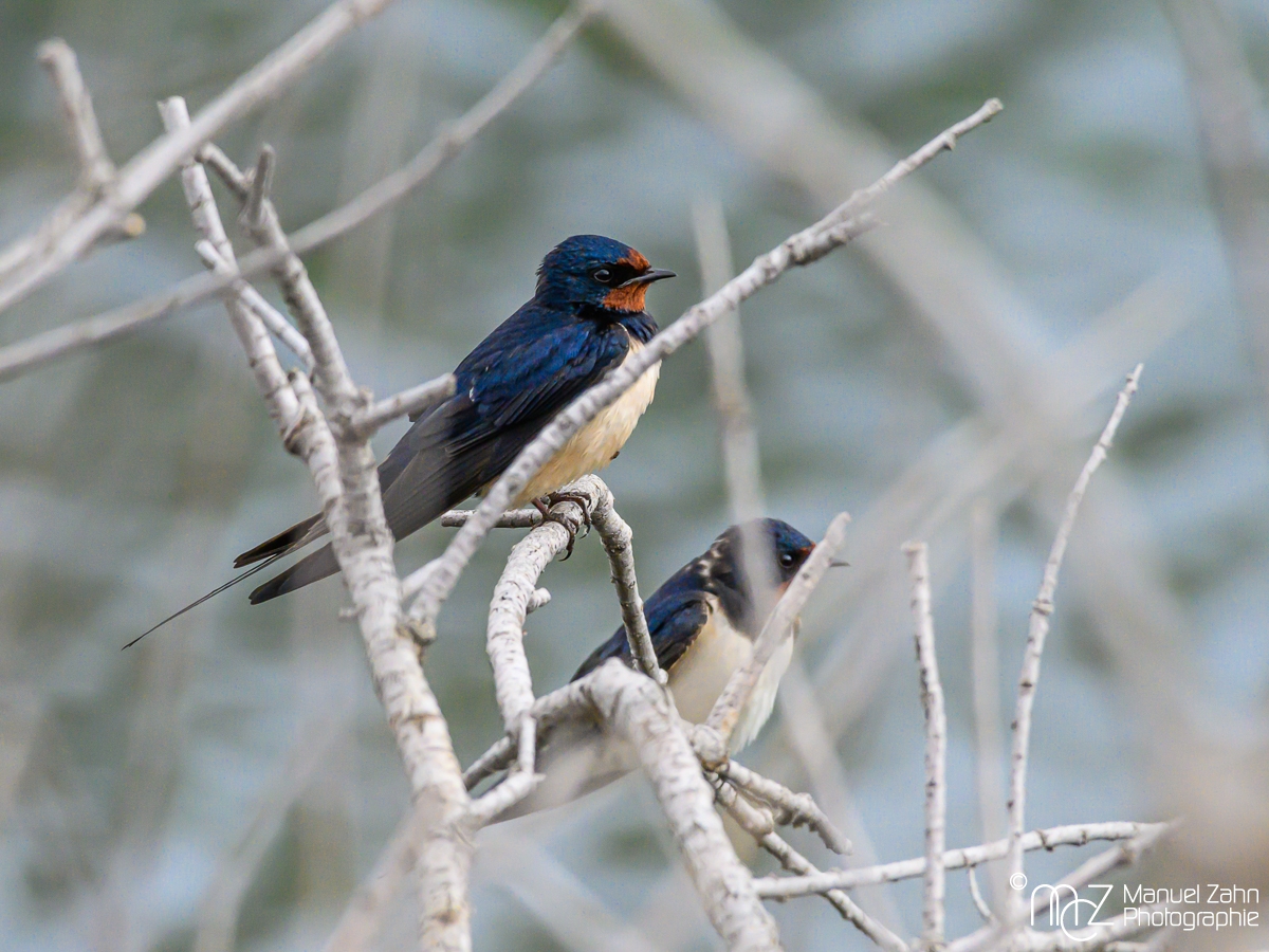 Rauchschwalbe - Hirundo rustica - Barn Swallow