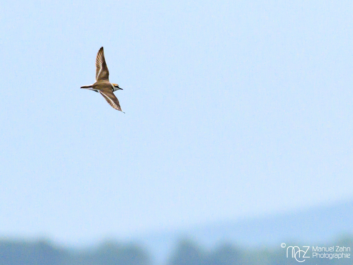 Seeregenpfeifer - Charadrius alexandrinus - Kentish Plover