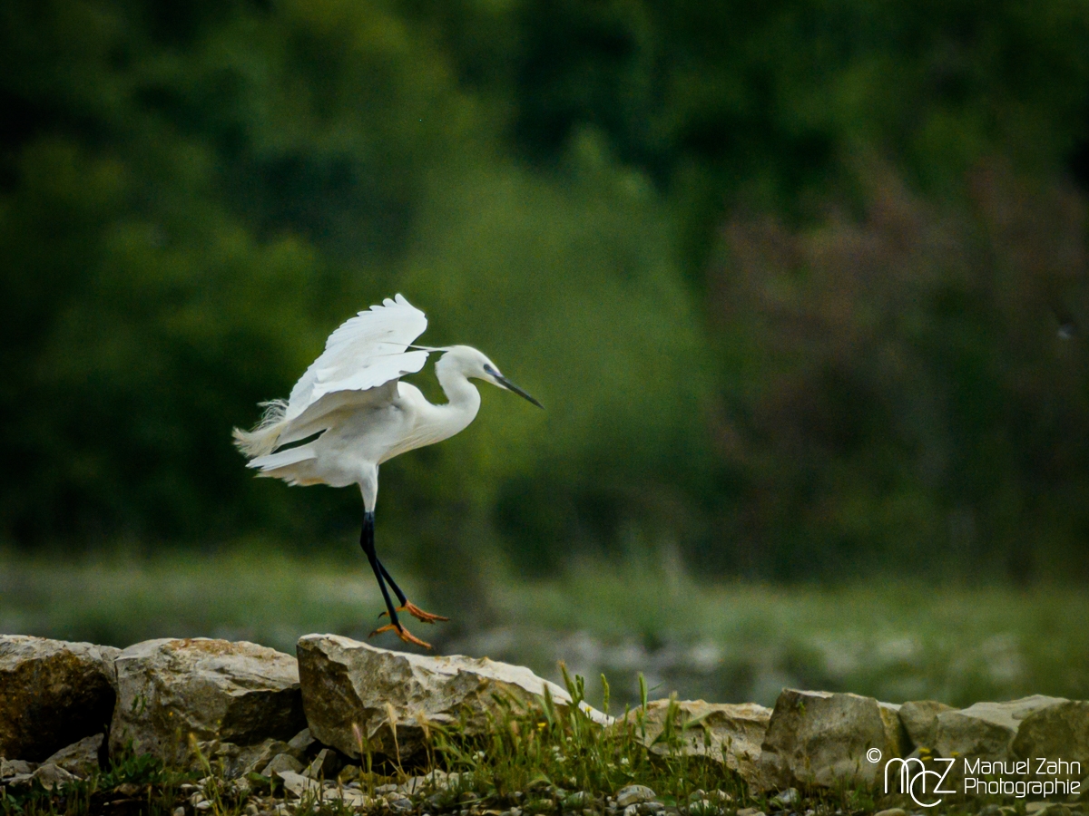 Seidenreiher - Egretta garzetta - Little Egret