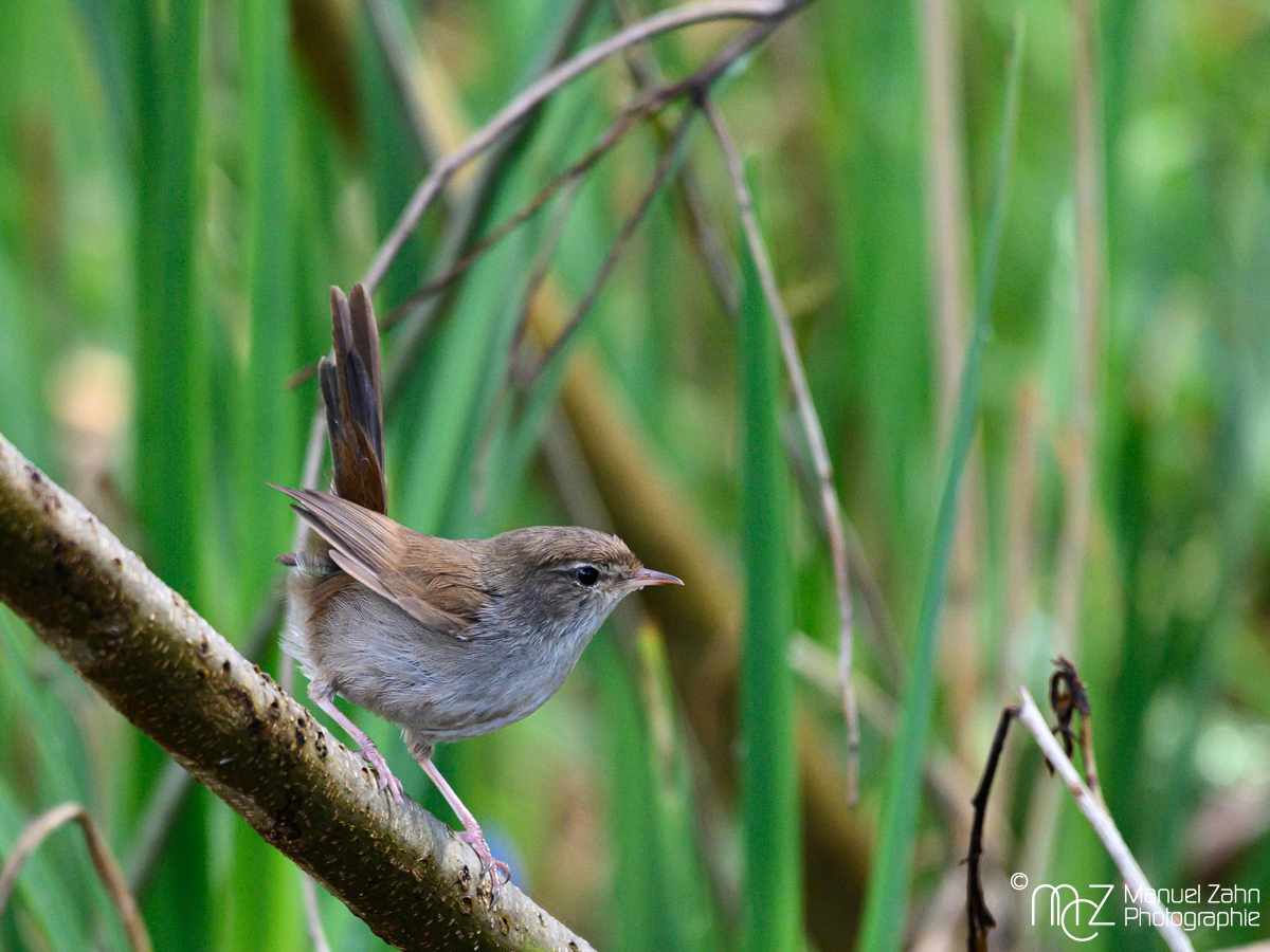 Seidensänger - Cettia cetti - Cetti's Warbler