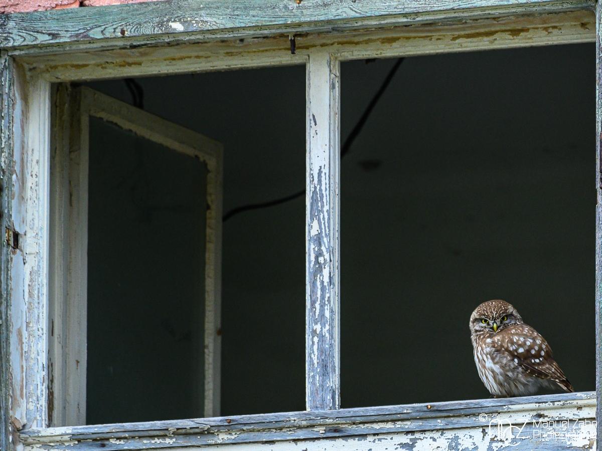 Steinkauz - Athene noctua - Little Owl