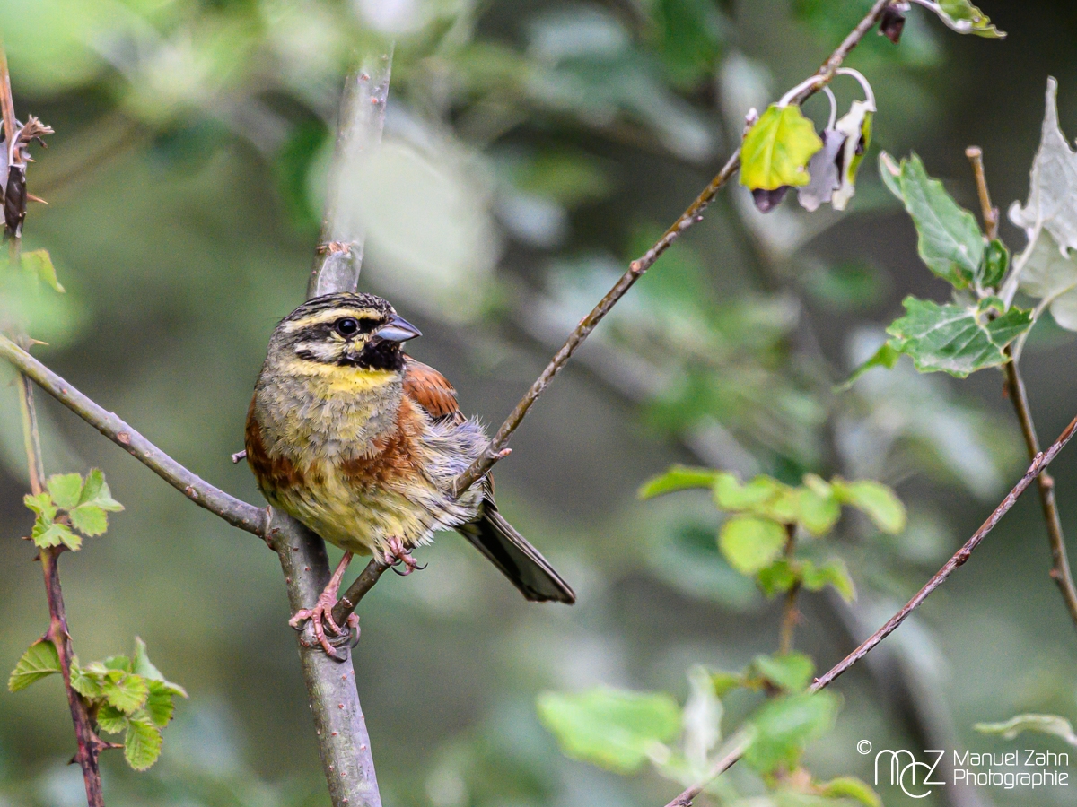 Zaunammer - Emberiza cirlus - Cirl Bunting, male
