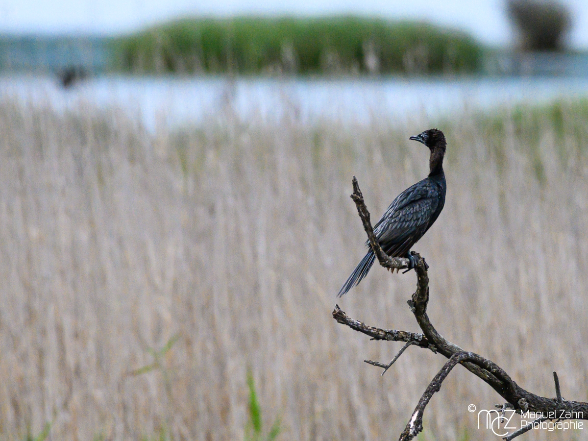 Zwergscharbe - Phalacrocorax pygmeus - Pygmy Cormorant