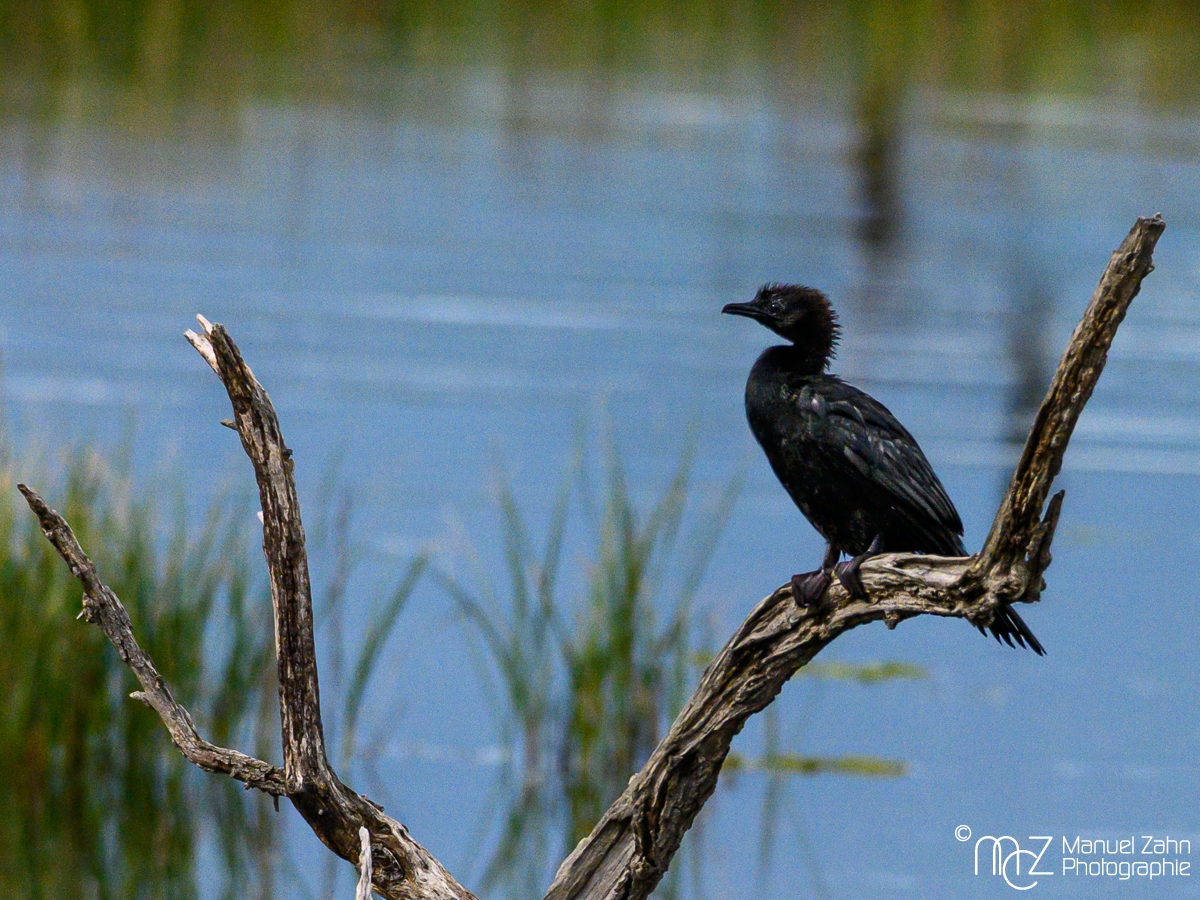 Zwergscharbe - Phalacrocorax pygmeus - Pygmy Cormorant
