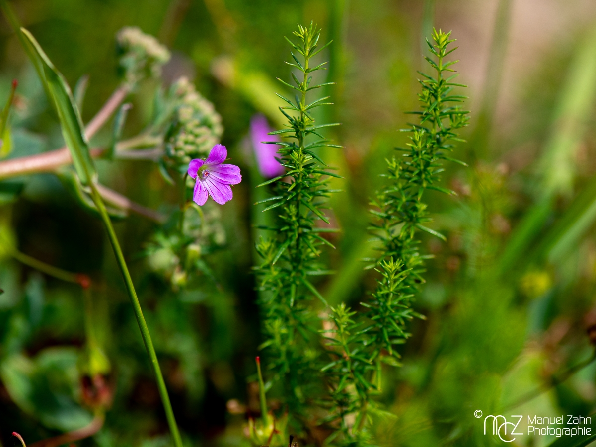 Reiherschnabel-Blüte