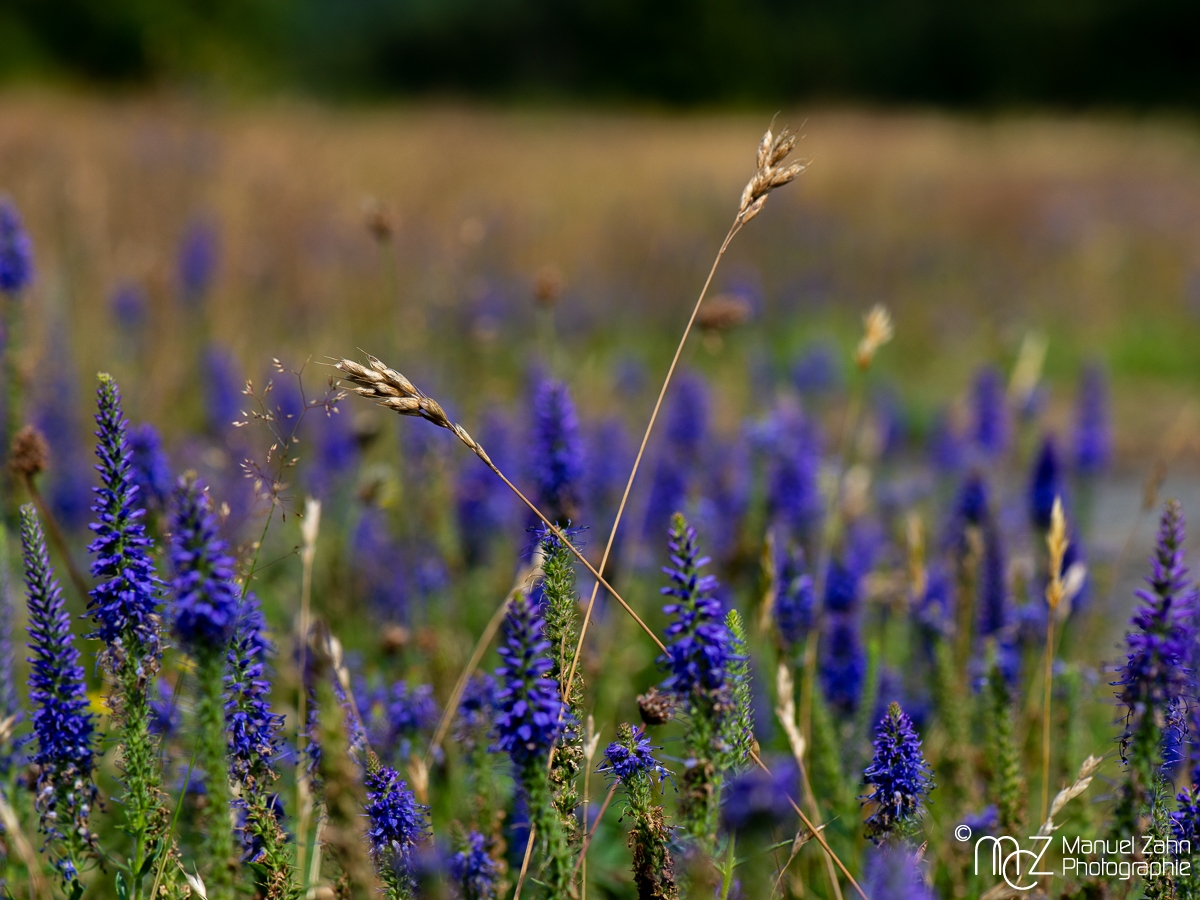 Ähriger Ehrenpreis - Veronica spicata