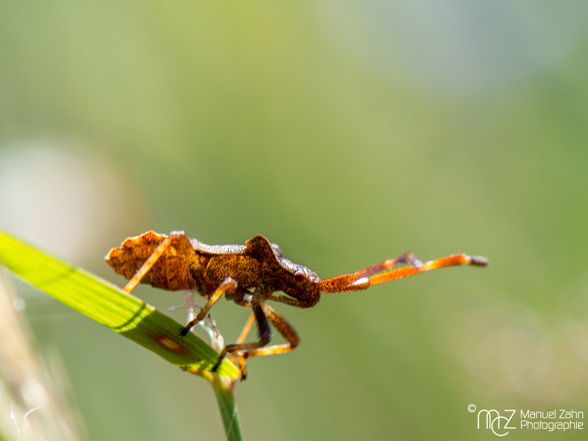 Lederwanze - Coreus marginatus (?)