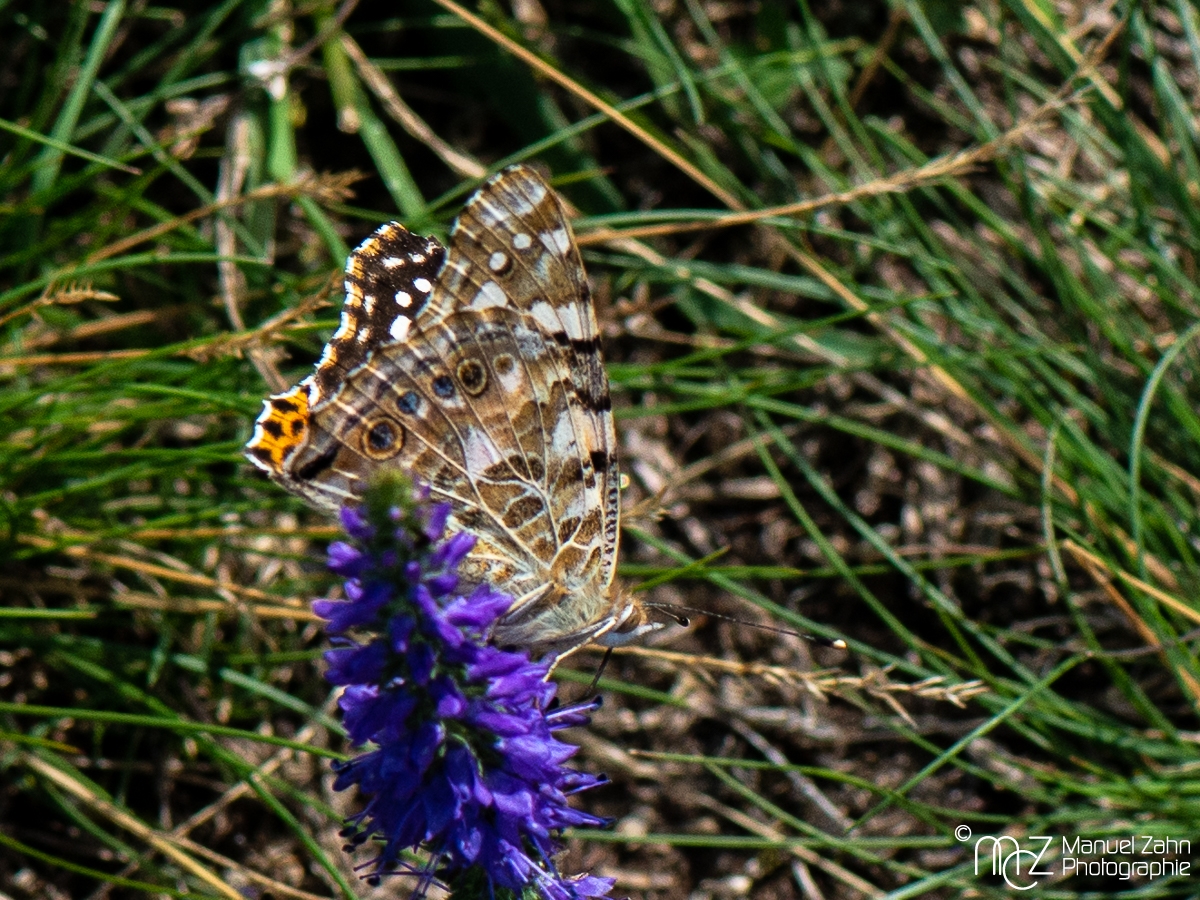 Distelfalter - Vanessa cardui / Ähriger Ehrenpreis - Veronica spicata