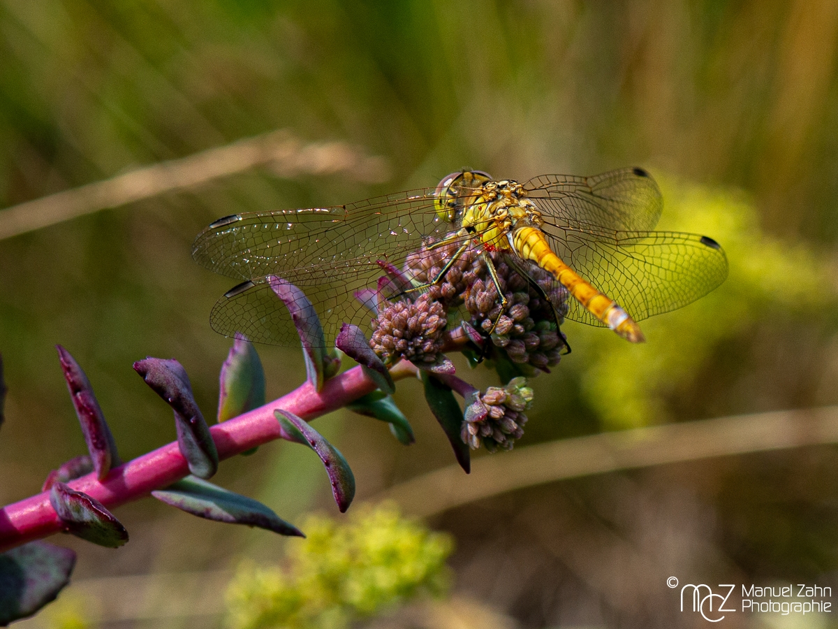Heidelibelle - befallen mit Arrenurus papillator-Larven