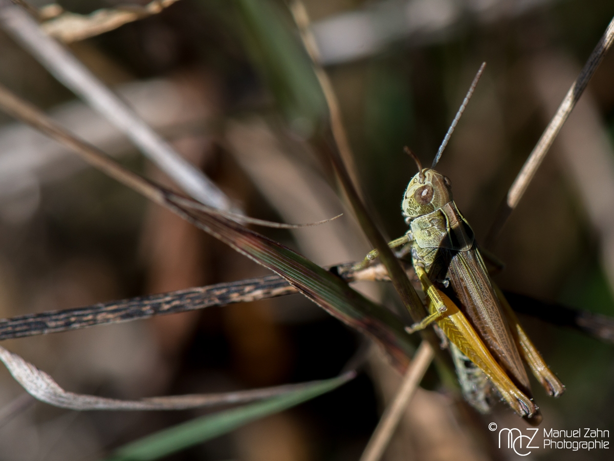 Heuschrecke