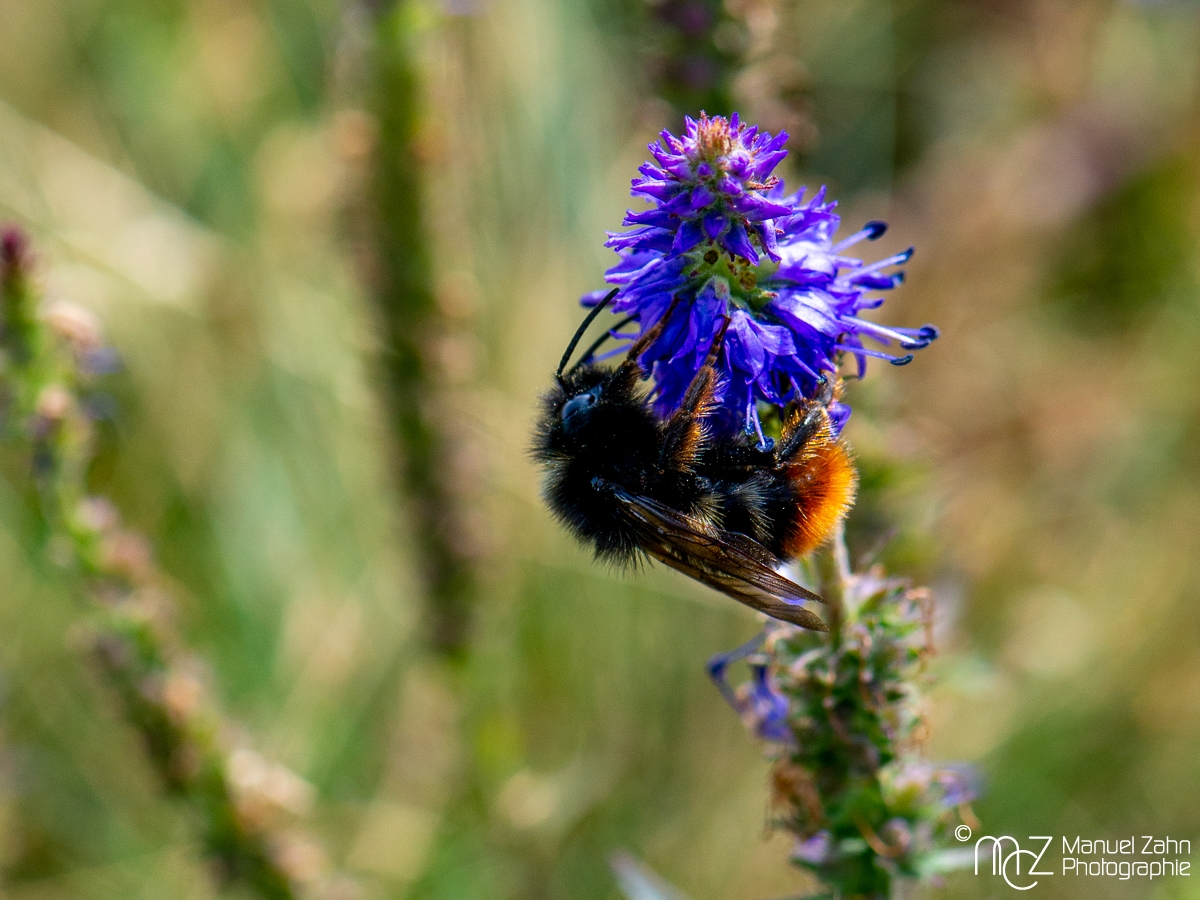 Hummel / Ähriger Ehrenpreis - Veronica spicata