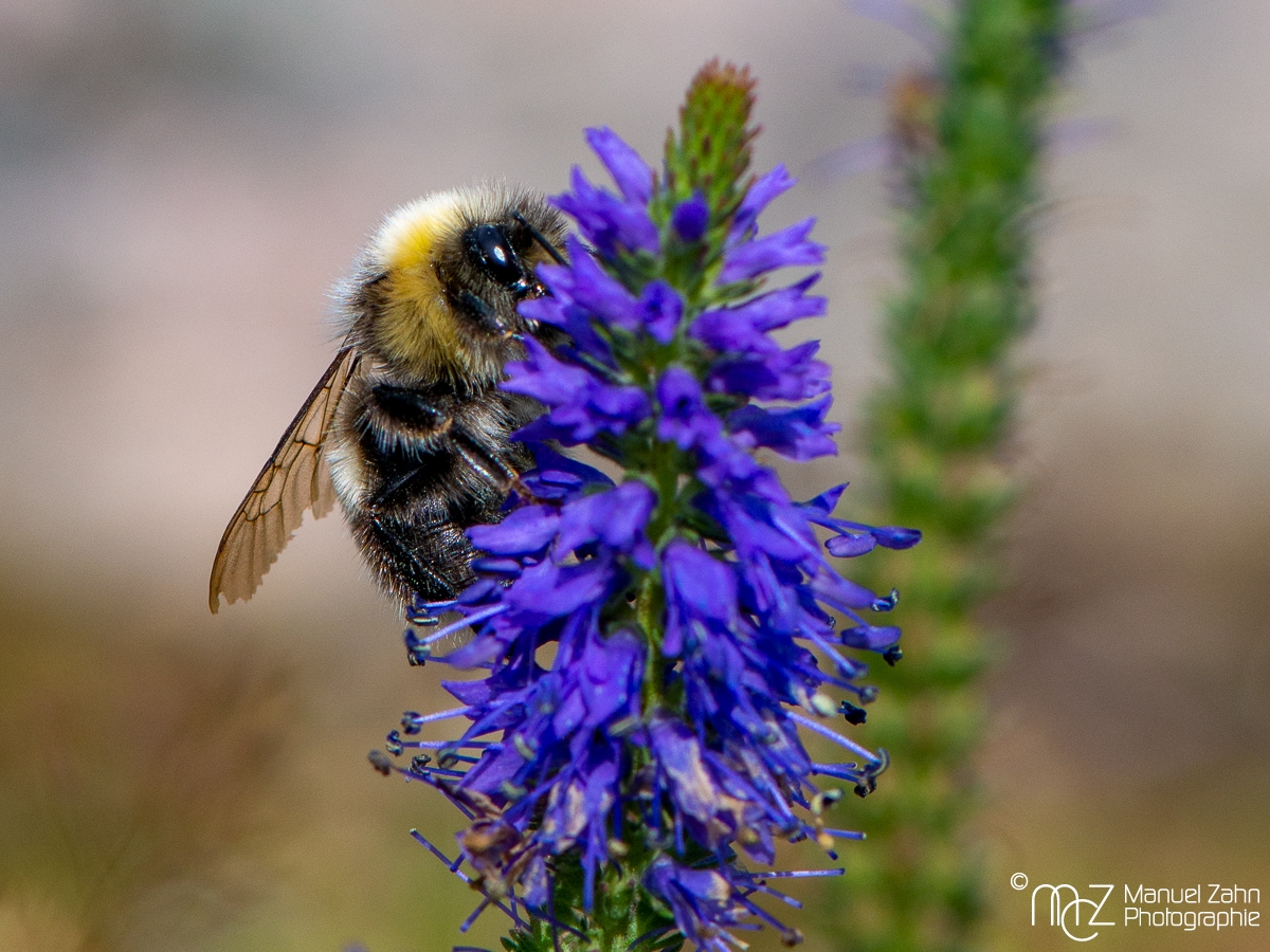 Hummel / Ähriger Ehrenpreis - Veronica spicata