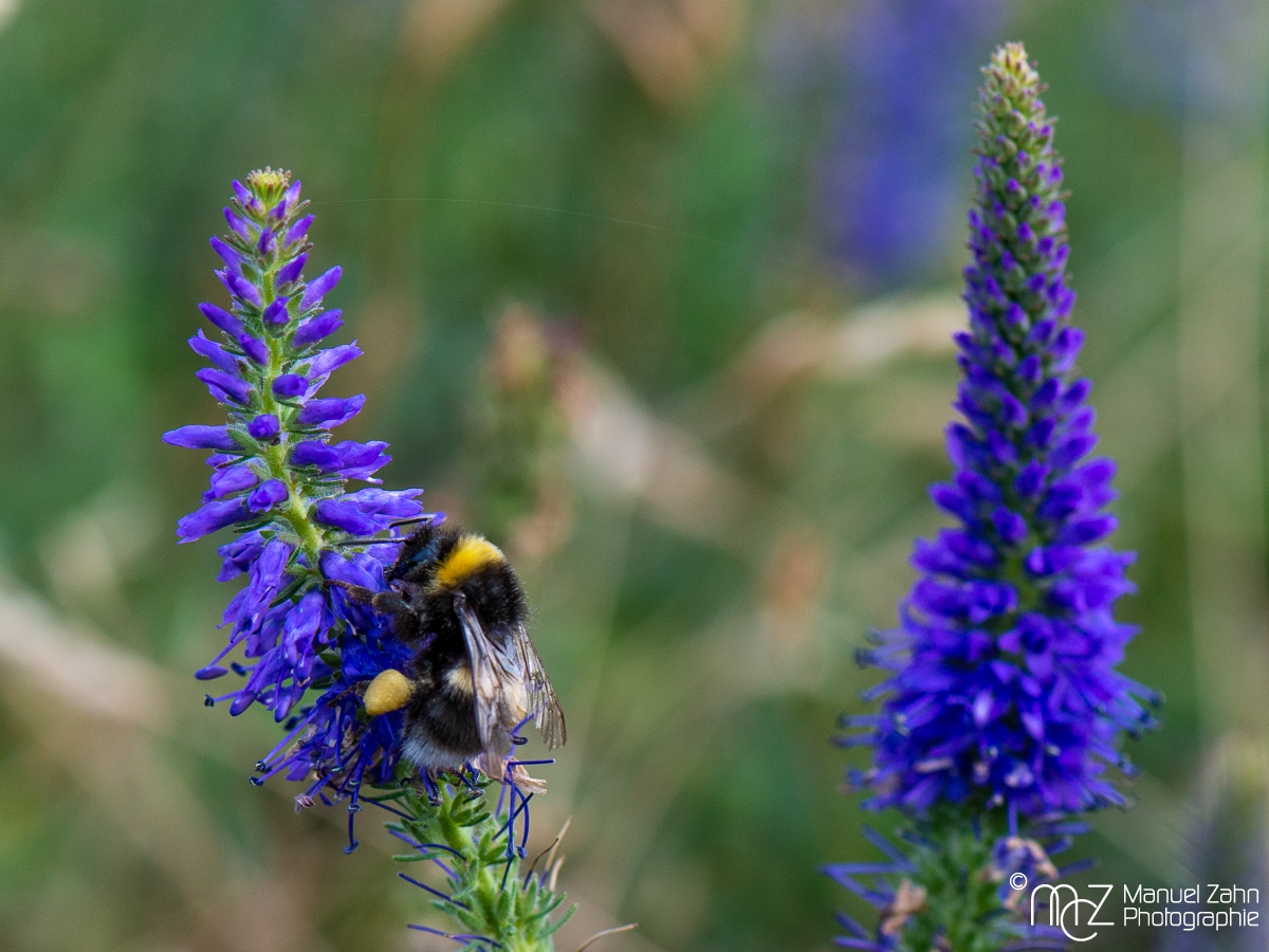 Hummel / Ähriger Ehrenpreis - Veronica spicata