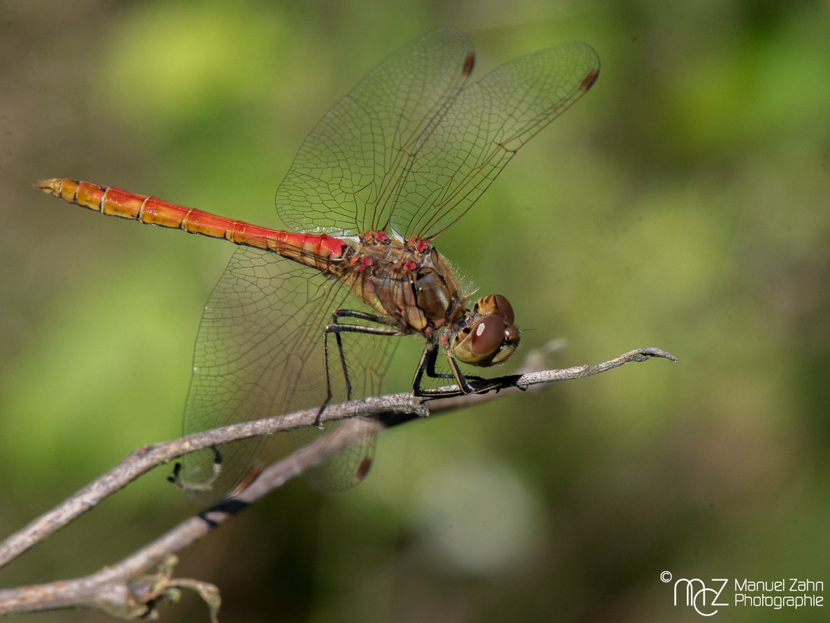 Gemeine Heidelibelle - Sympetrum vulgatum - Moustached Darter, Vagrant Darter