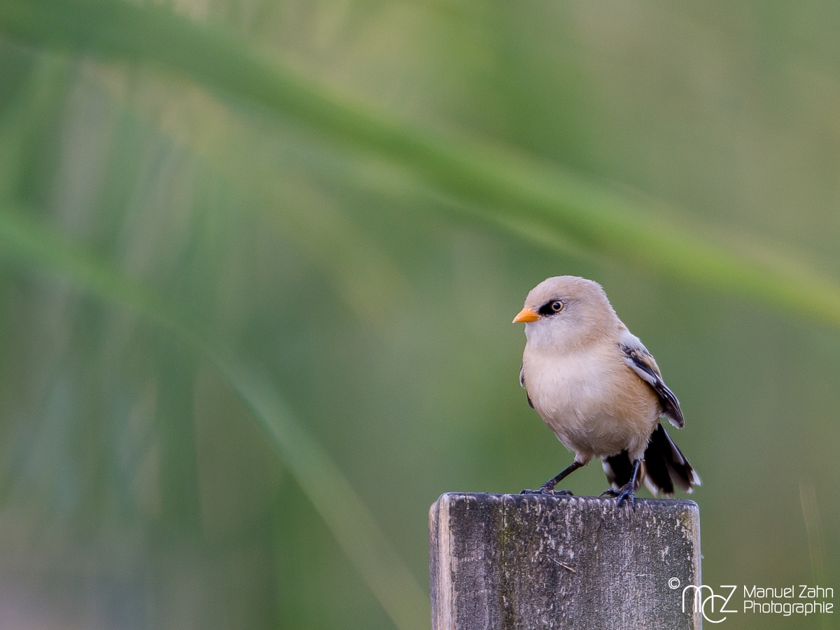 Bartmeise im JK - Panurus biarmicus - Bearded Reedling male