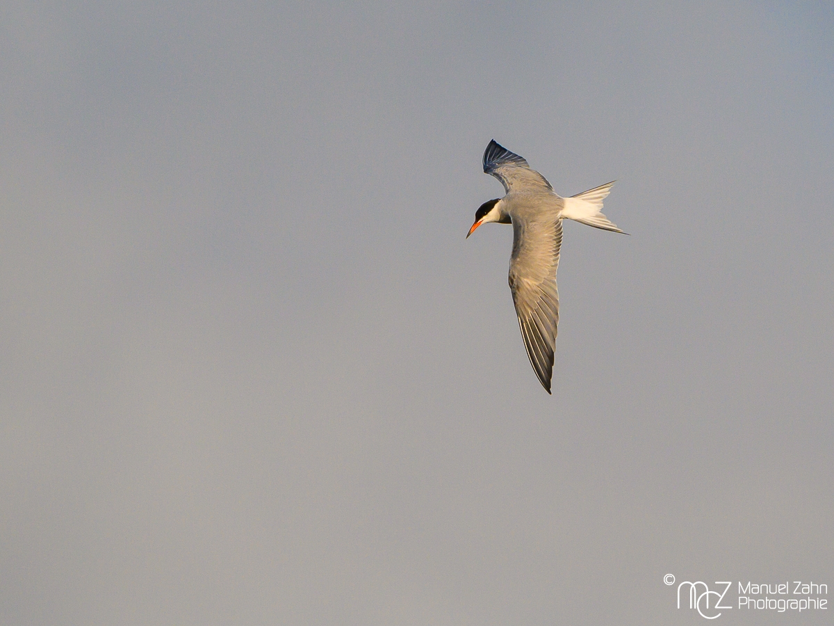 Flussseeschwalbe - Sterna hirundo - Common Tern   