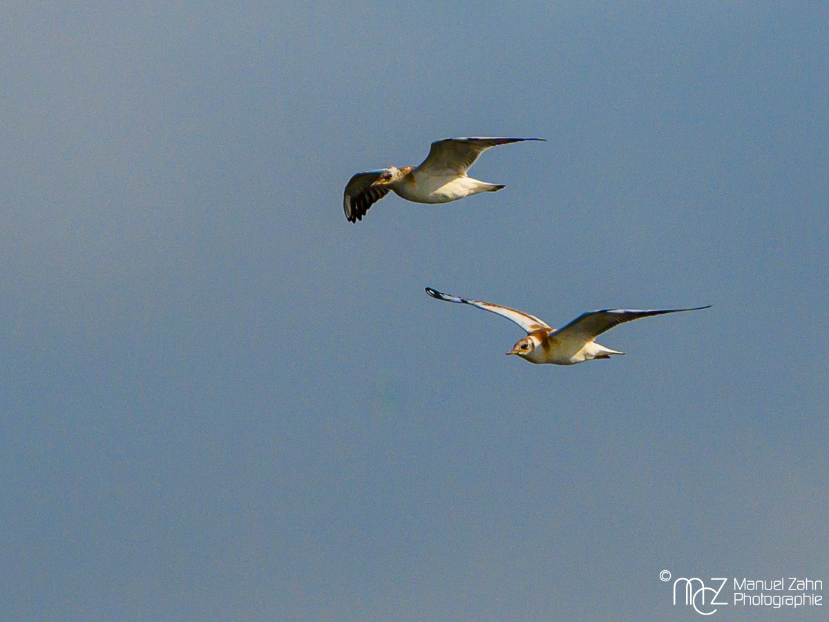 Lachmöve im JK - Chroicocephalus ridibundus - Black-headed Gull